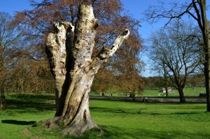 roundhay park