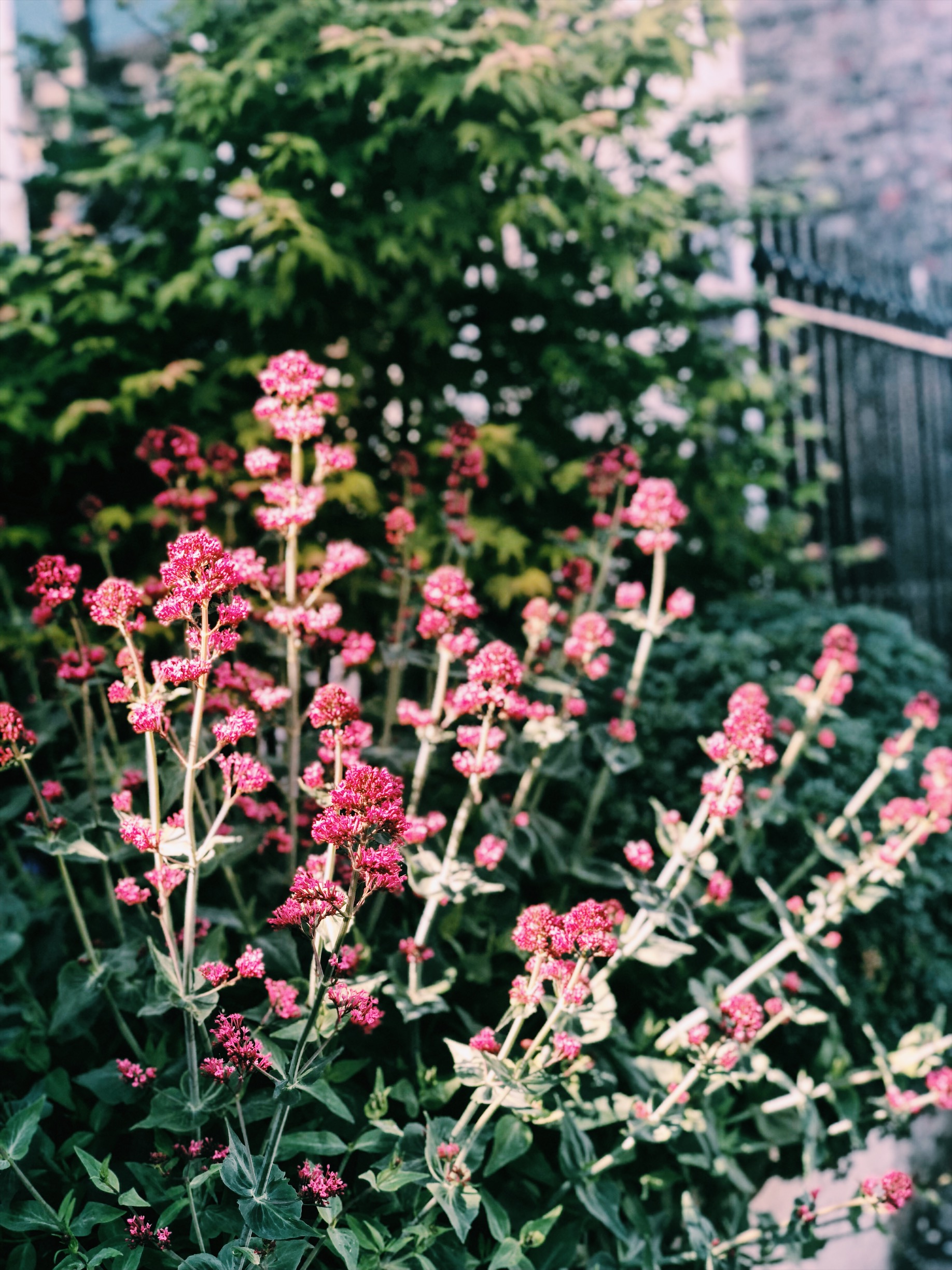 York in Spring