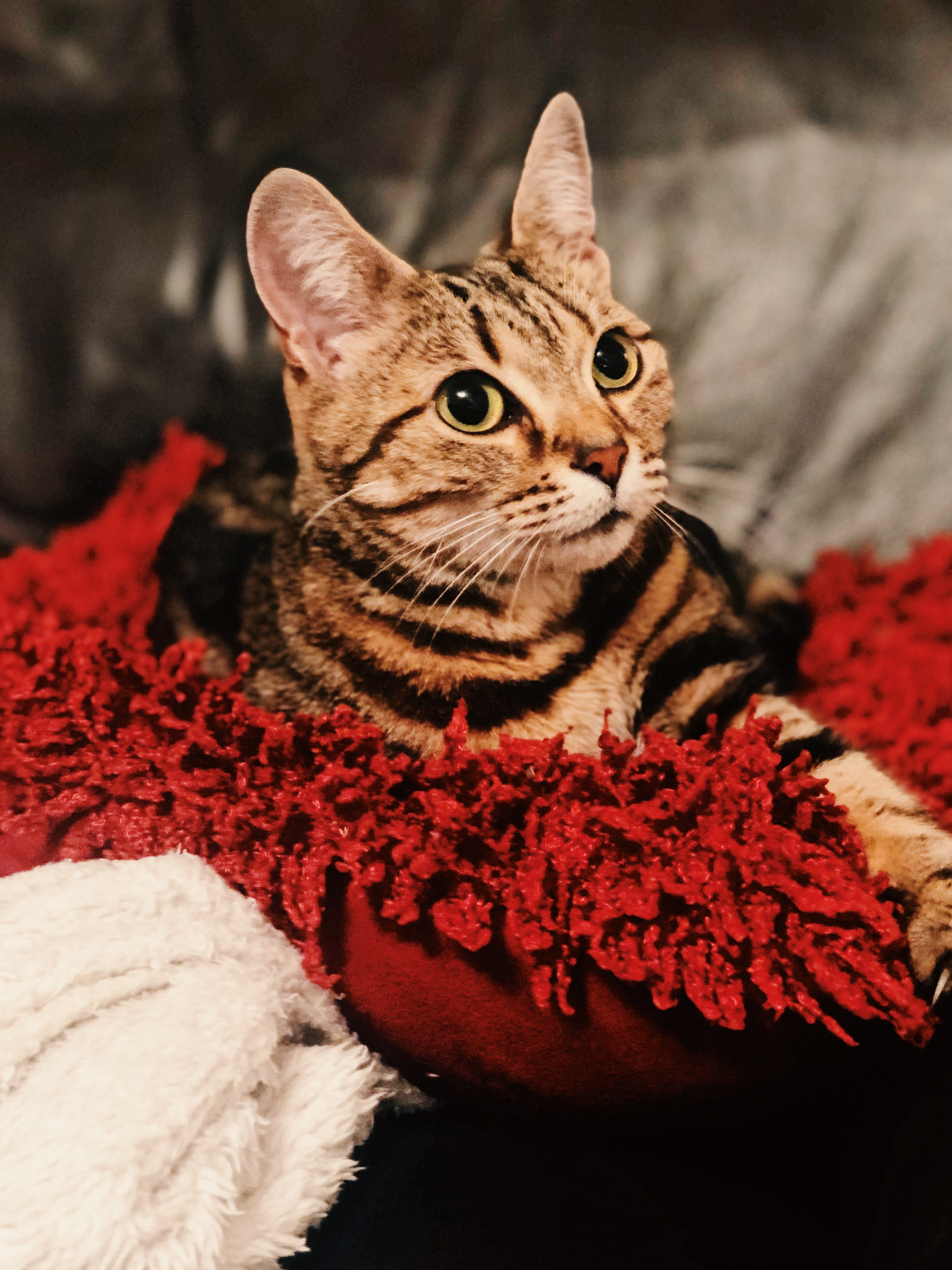 cute cat