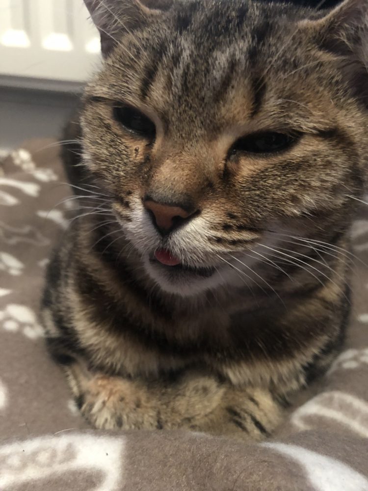 My cat got spayed