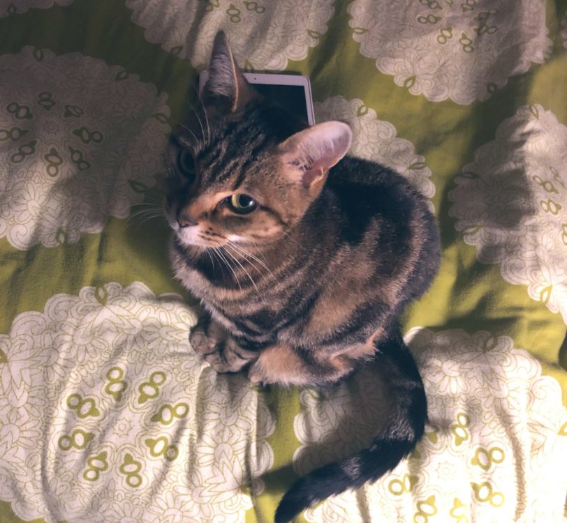 My cat got spayed