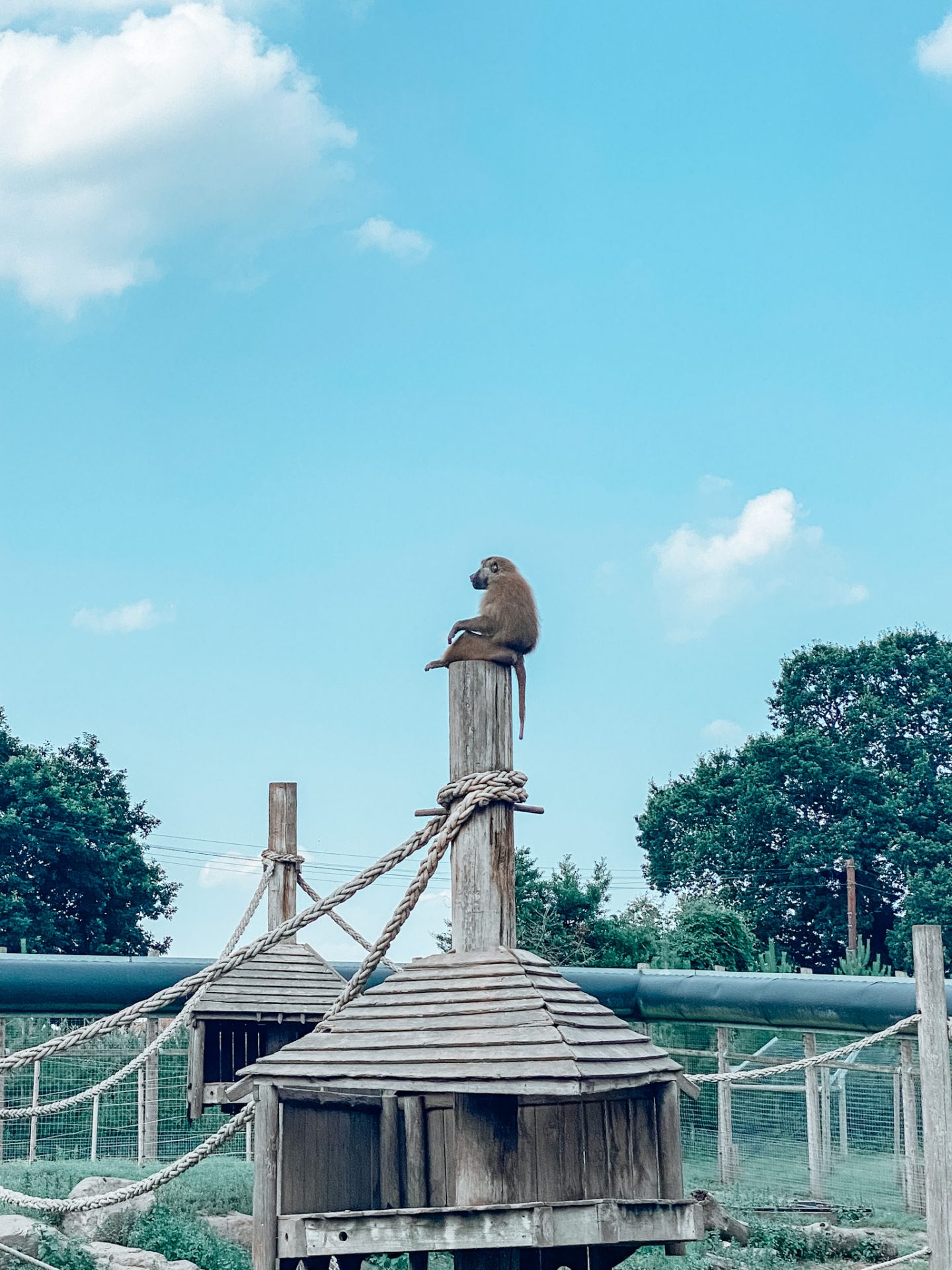 Yorkshire Wildlife Park monkey sat on a pole