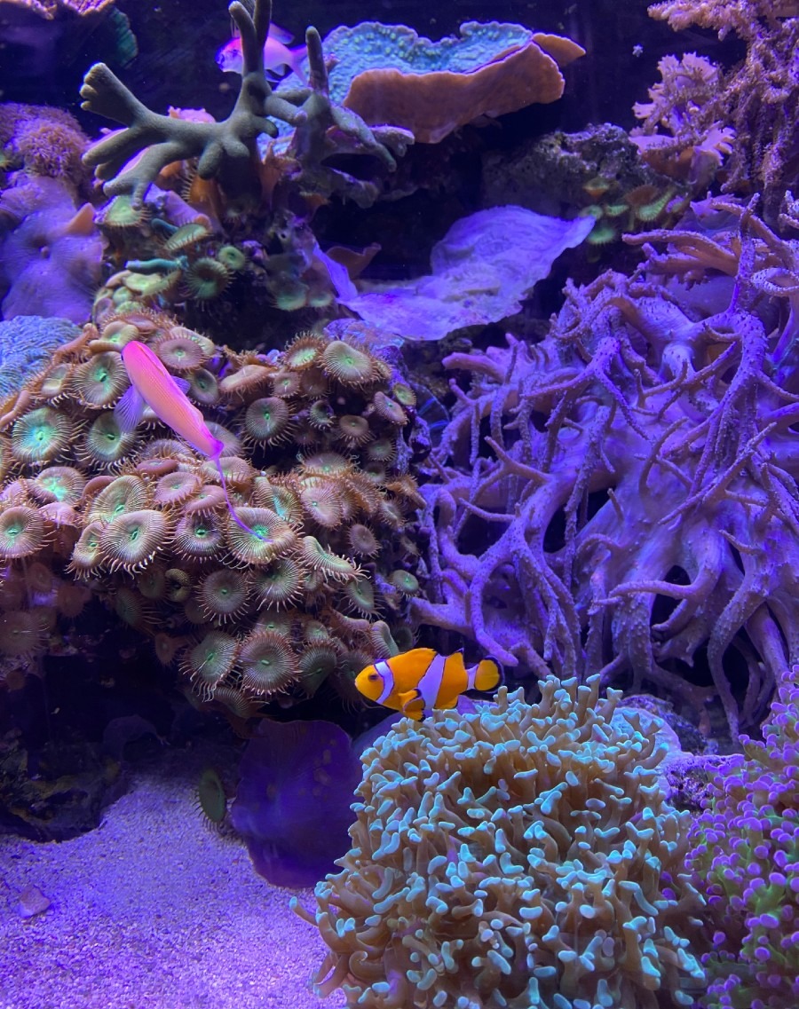 Sealife Scarborough