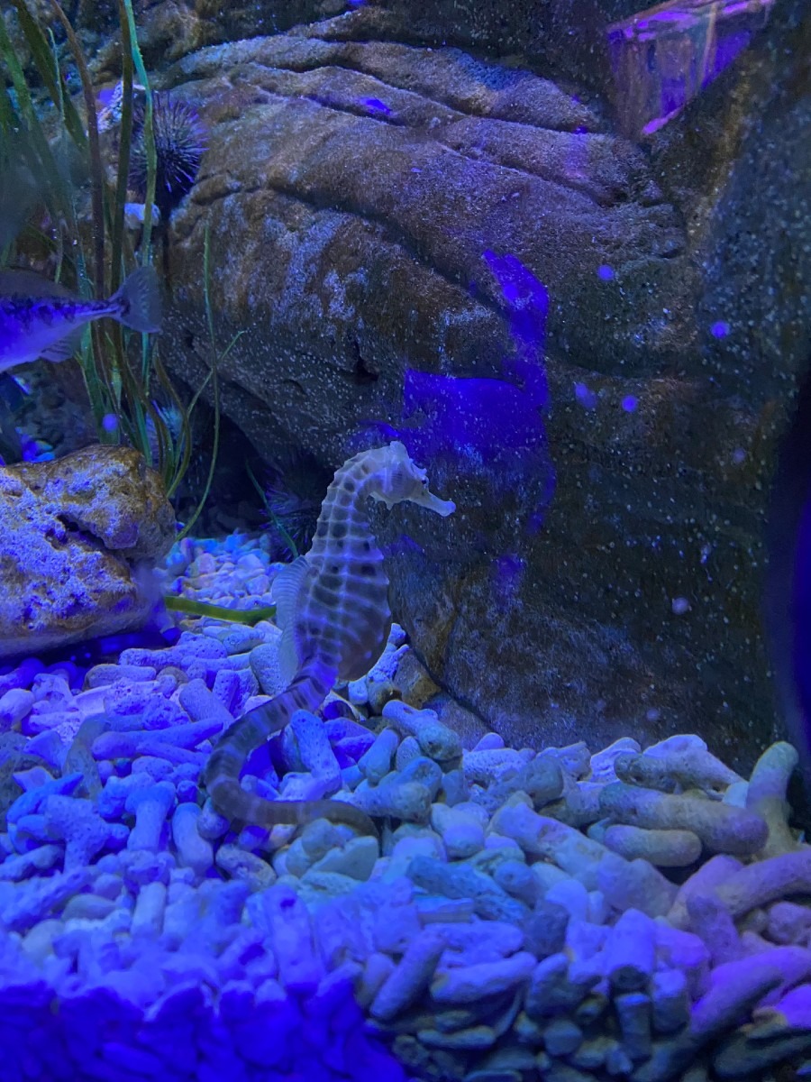 seahorse at Scarborough Sea Life Centre