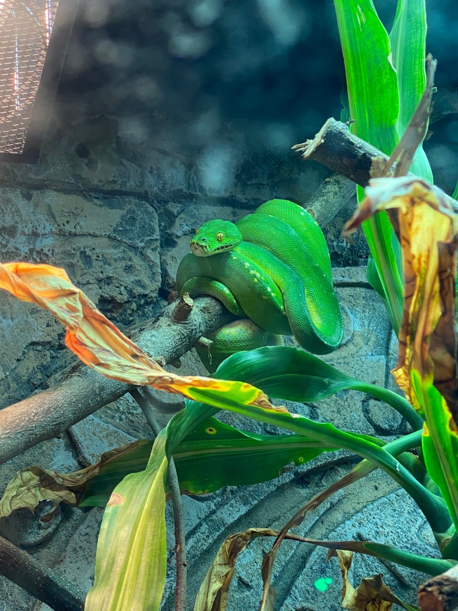 Scarborough Sea Life Centre green tree snake