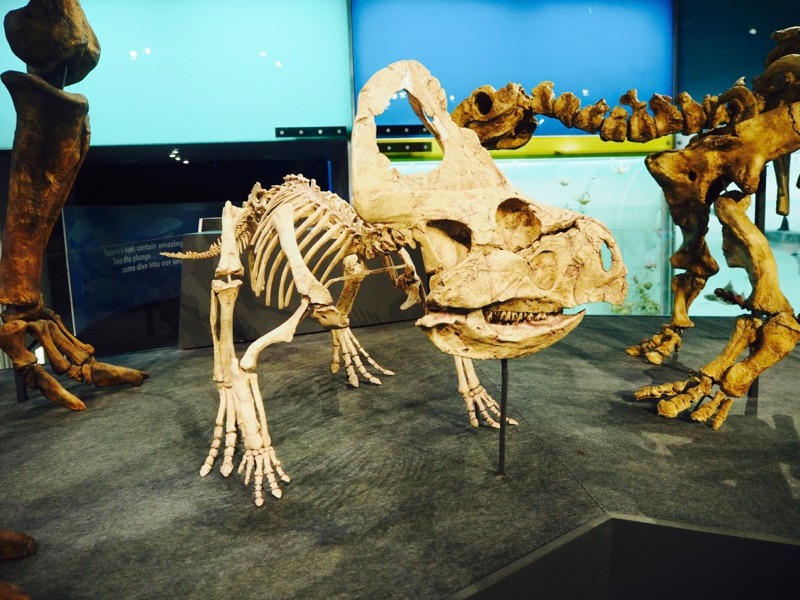 Melbourne Museum