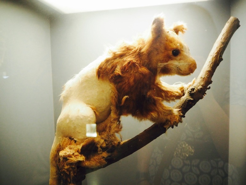 Melbourne Museum