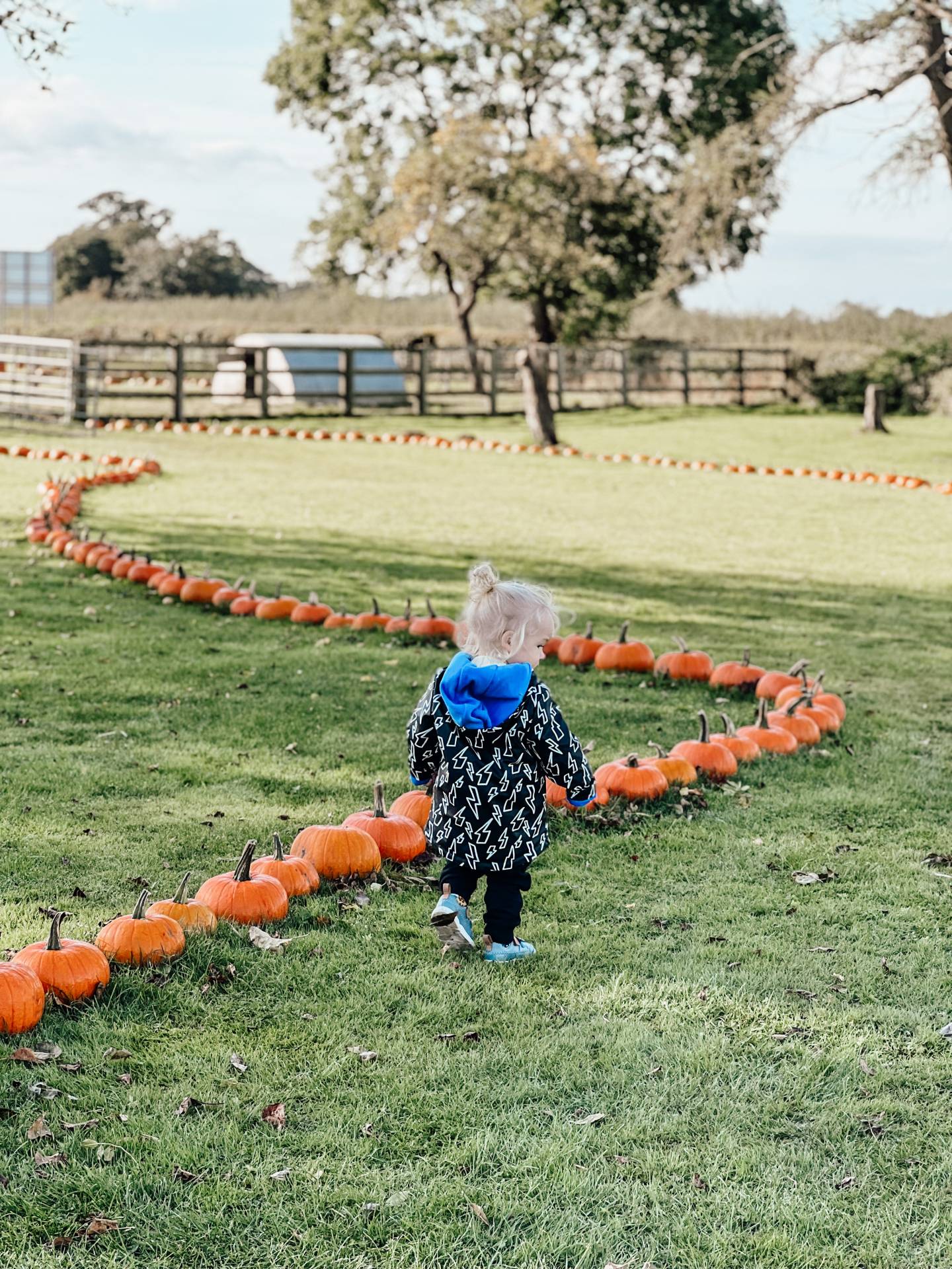 pumpkin field rows whole hogg malton north yorkshire