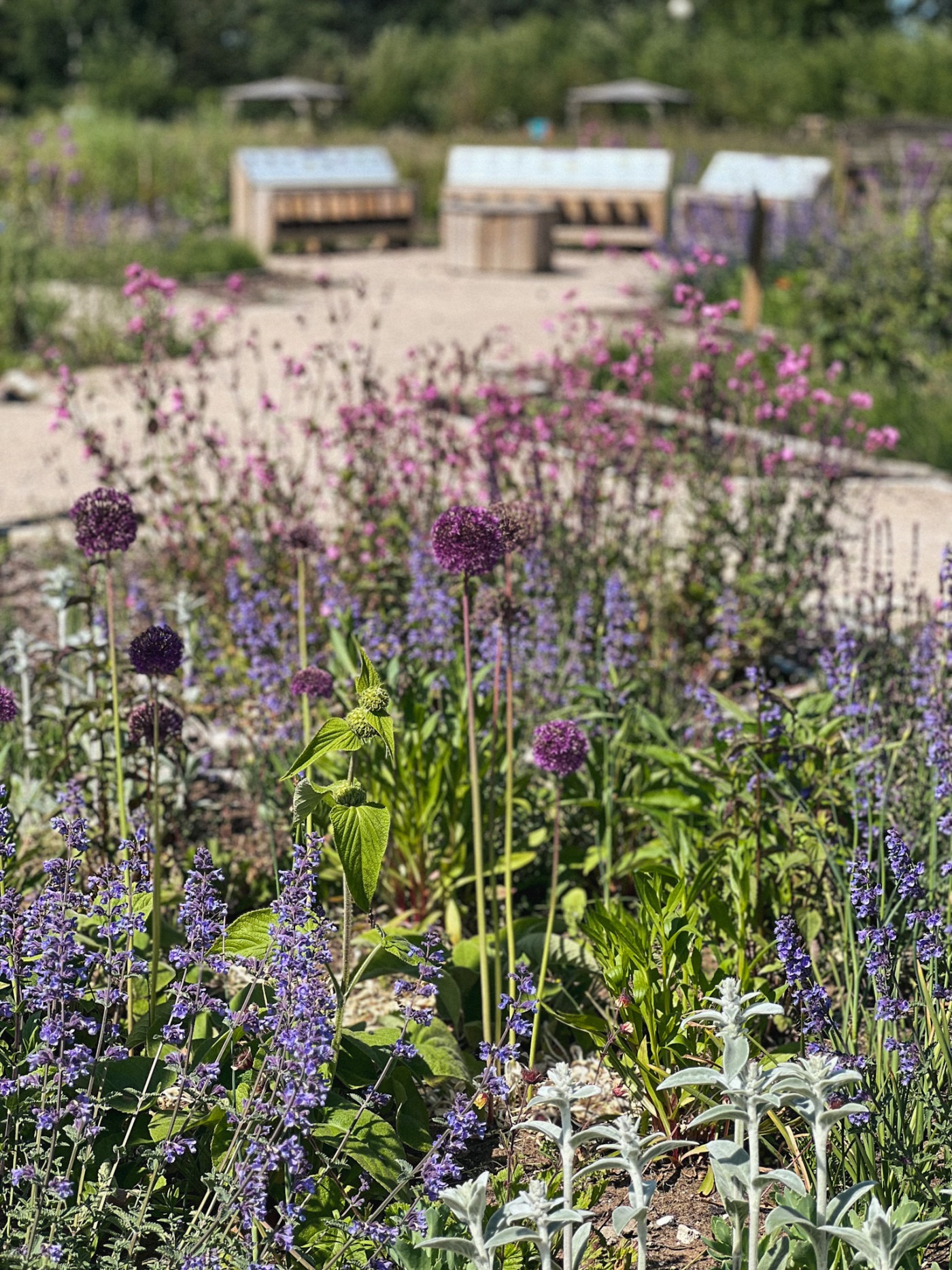 Flowers at Woldies Lavender & Nature Farm - lavender