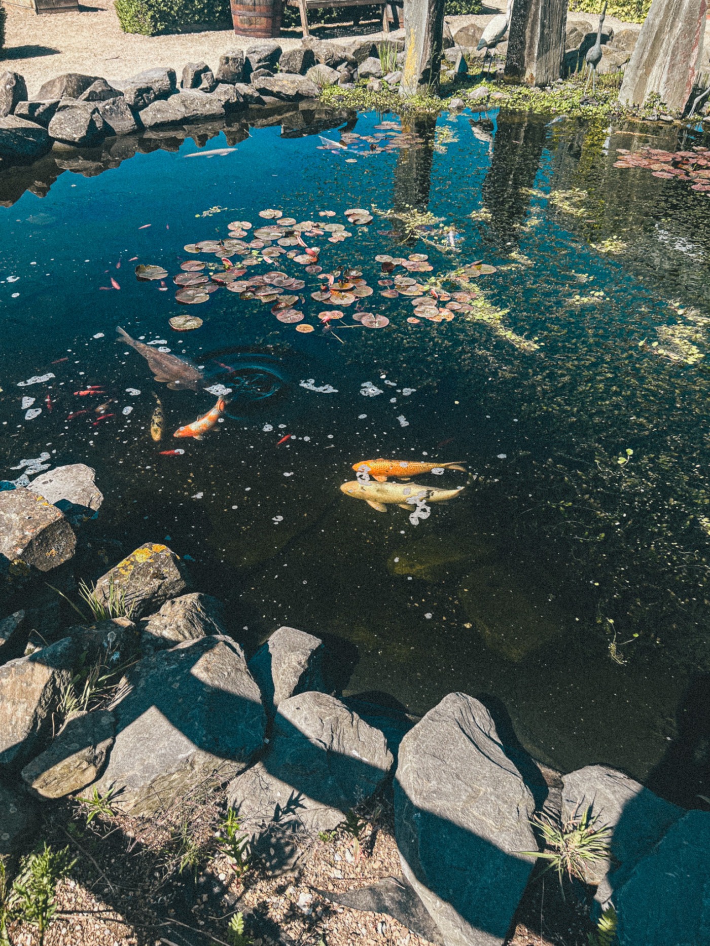 Fish pond at Woldies Lavender & Nature Farm - pond with big fish in