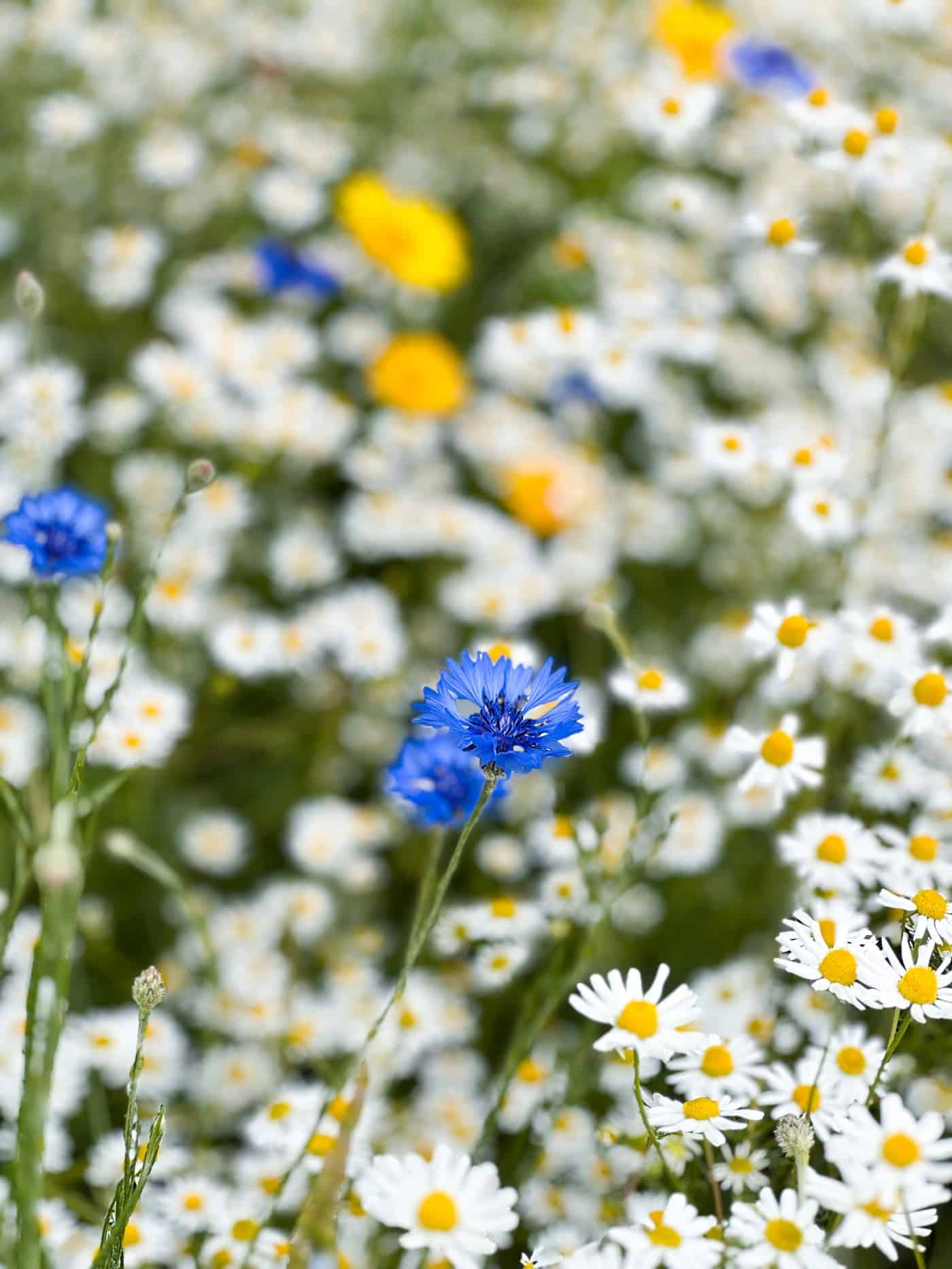 What To Plant In Your Spring Garden UK