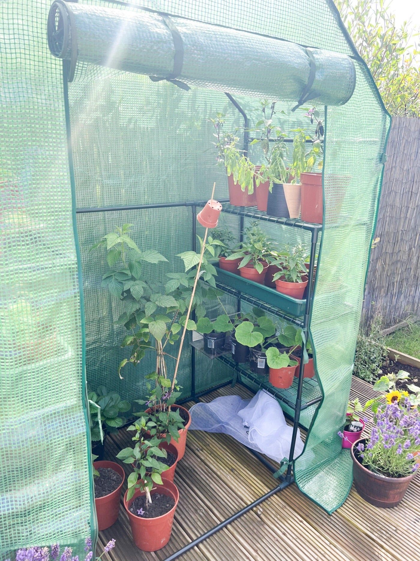 Budget plastic greenhouse for UK summer vegetable growing