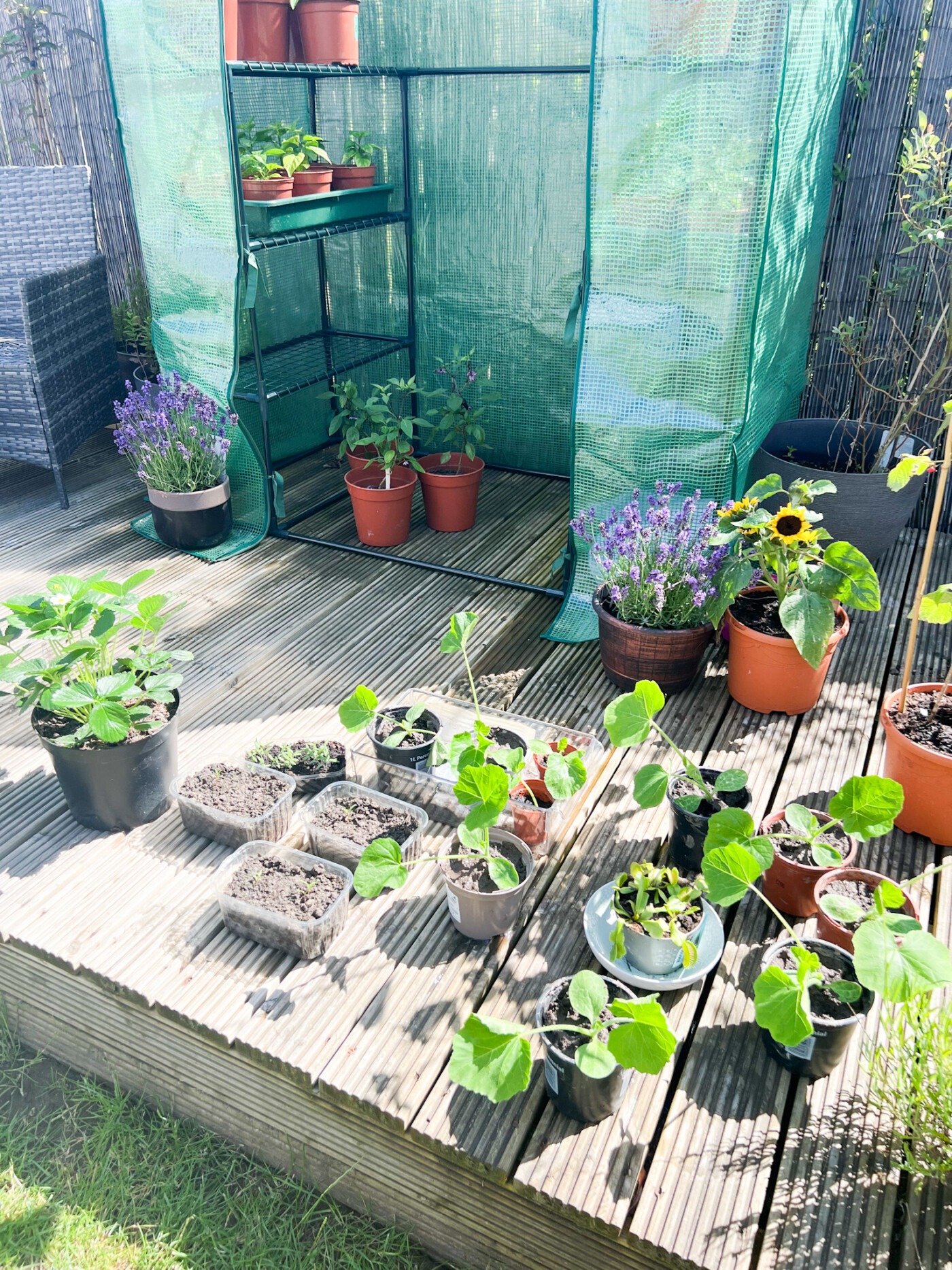 Mini pumpkin seedlings growing in pots UK garden