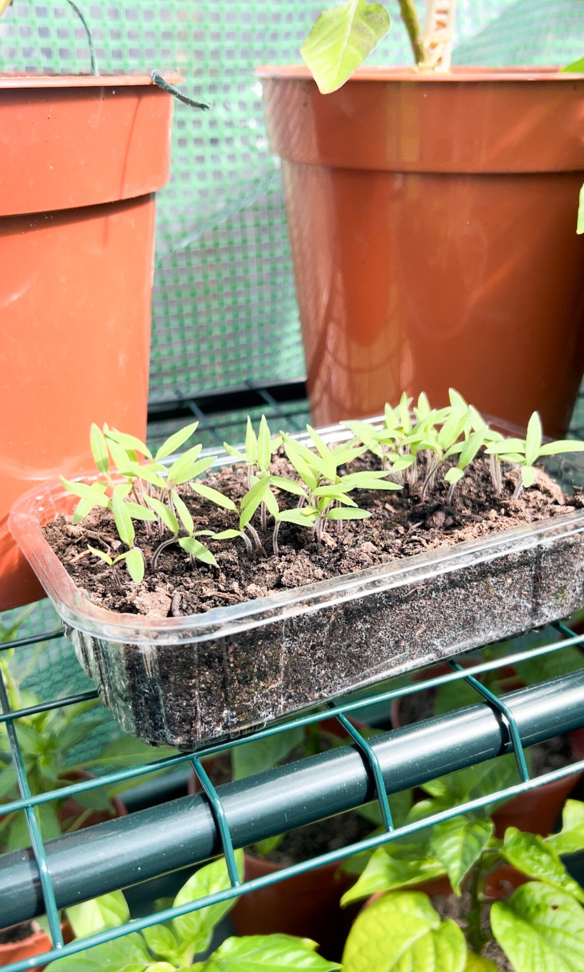tomato seedlings growing