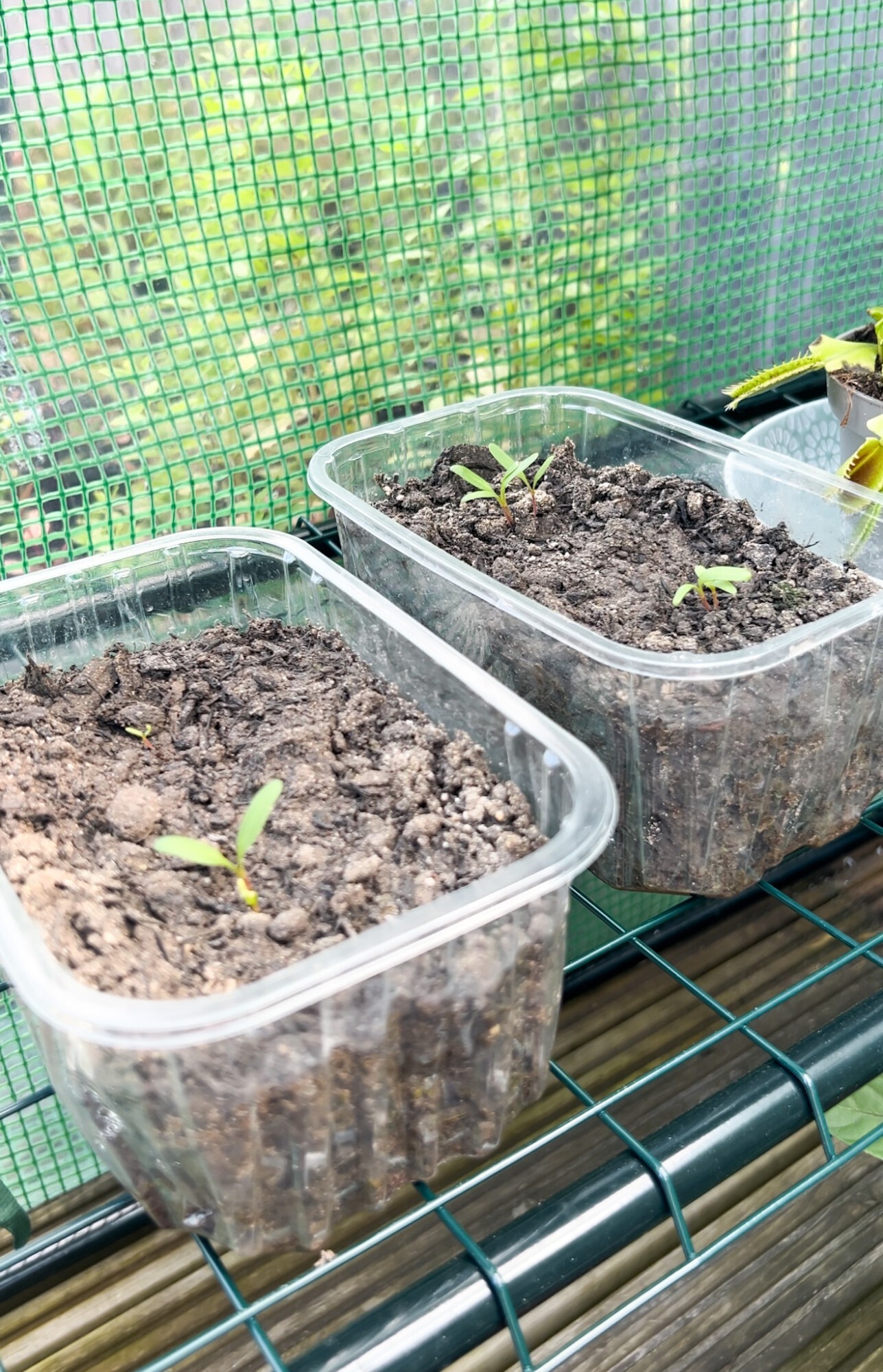 spinach seedlings