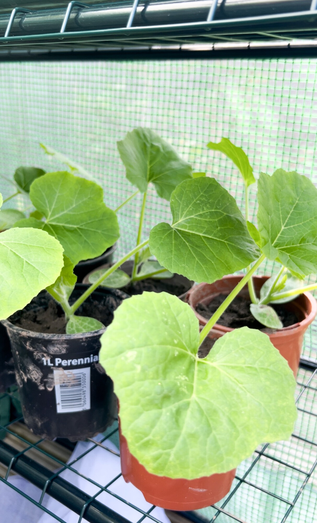 mini pumpkin plants