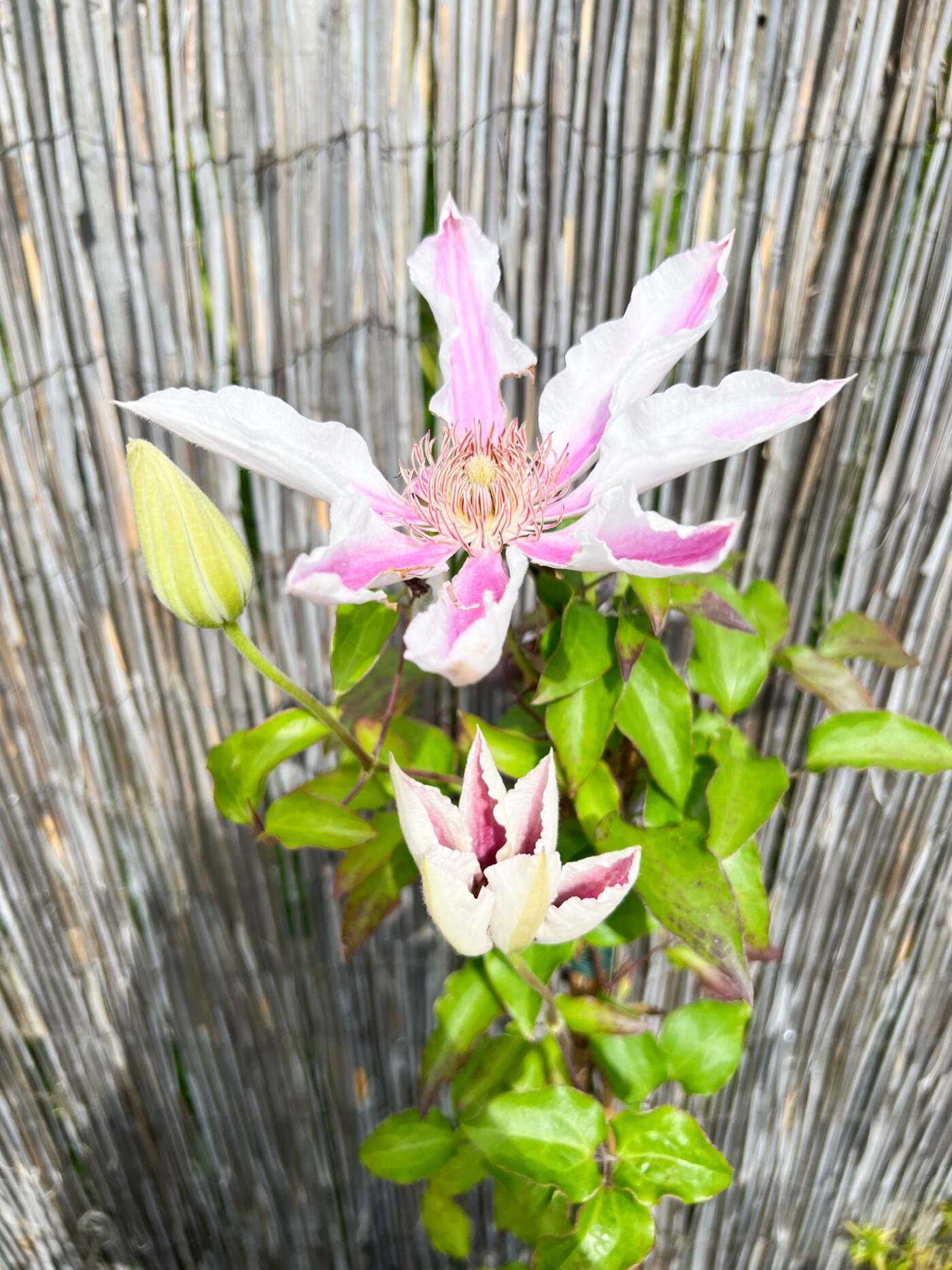 clementis in our garden