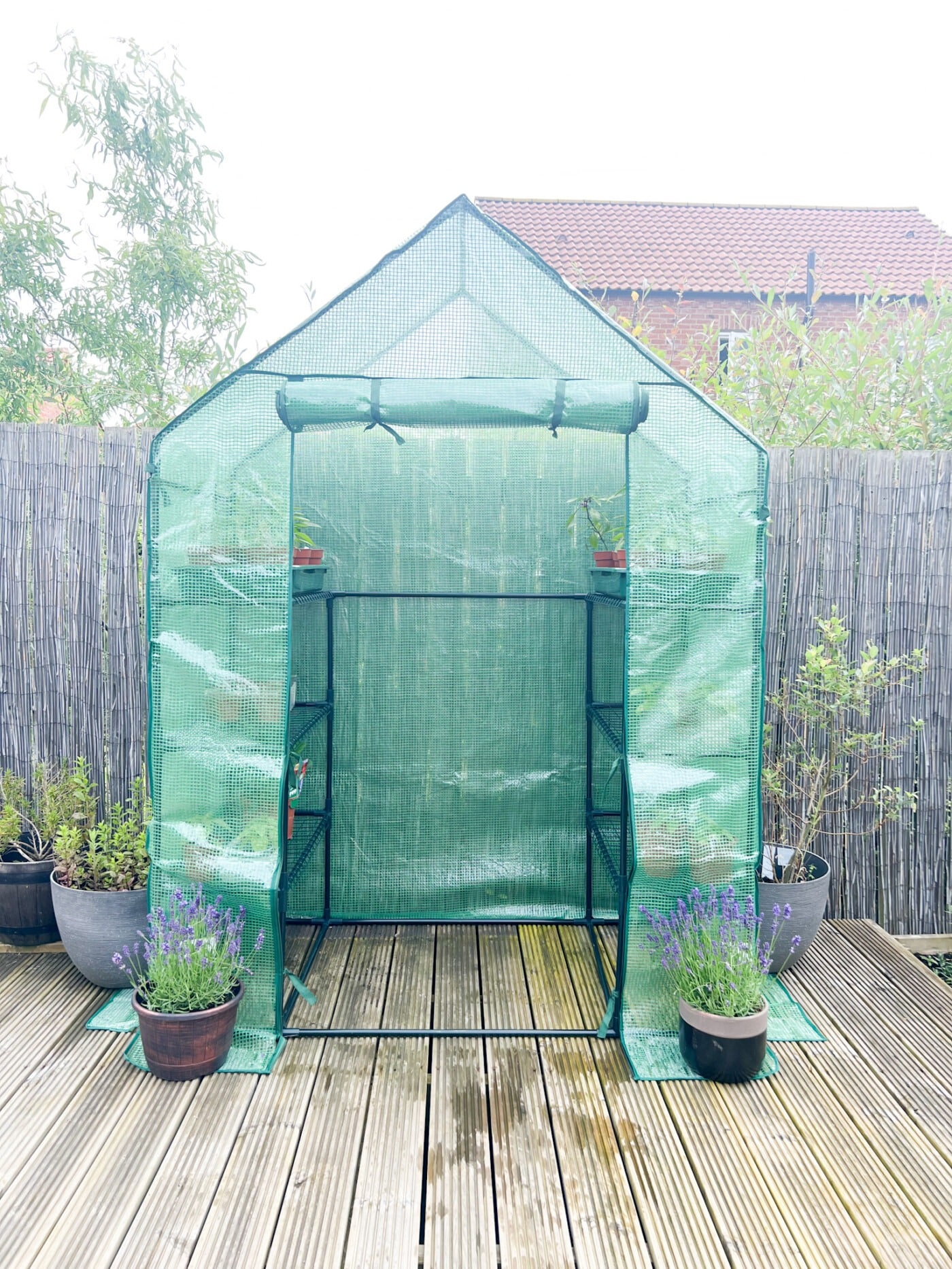 Budget plastic greenhouse for UK summer vegetable growing