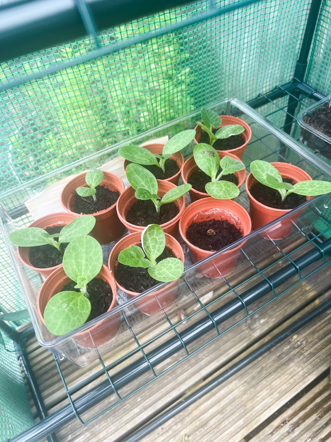 mini pumpkin seedlings