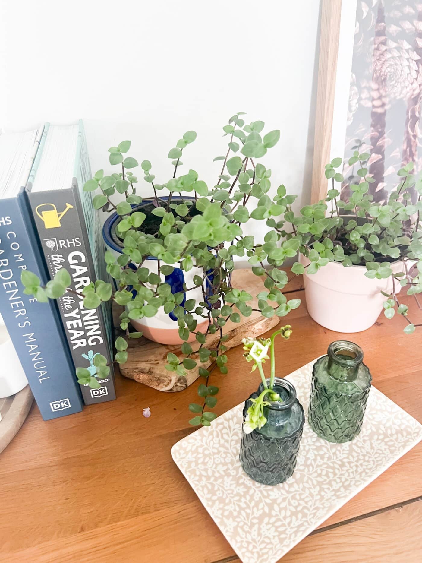 My Beginners Plant Tour UK 2024