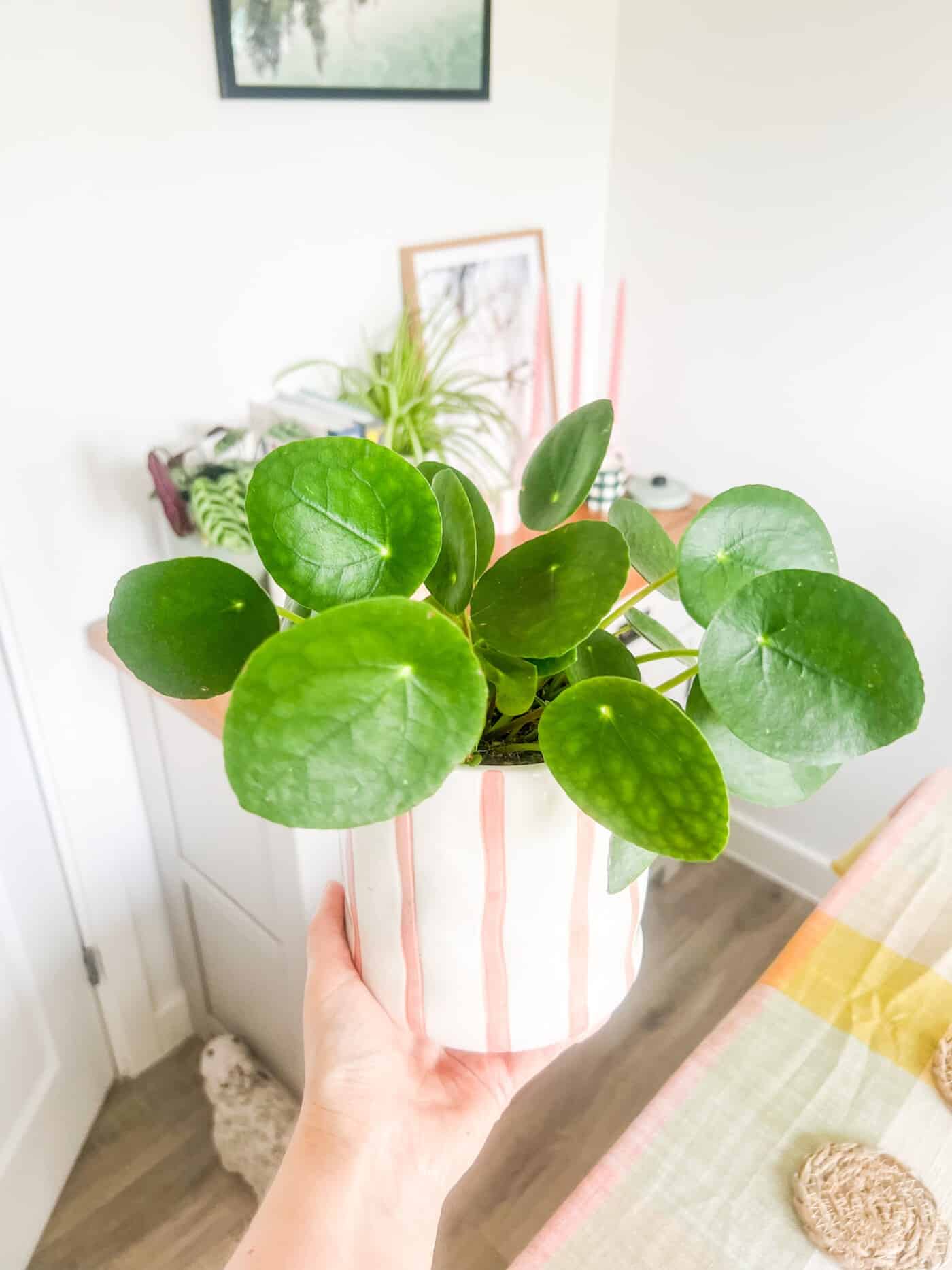 My Beginners Plant Tour UK 2024 - chinese money plant