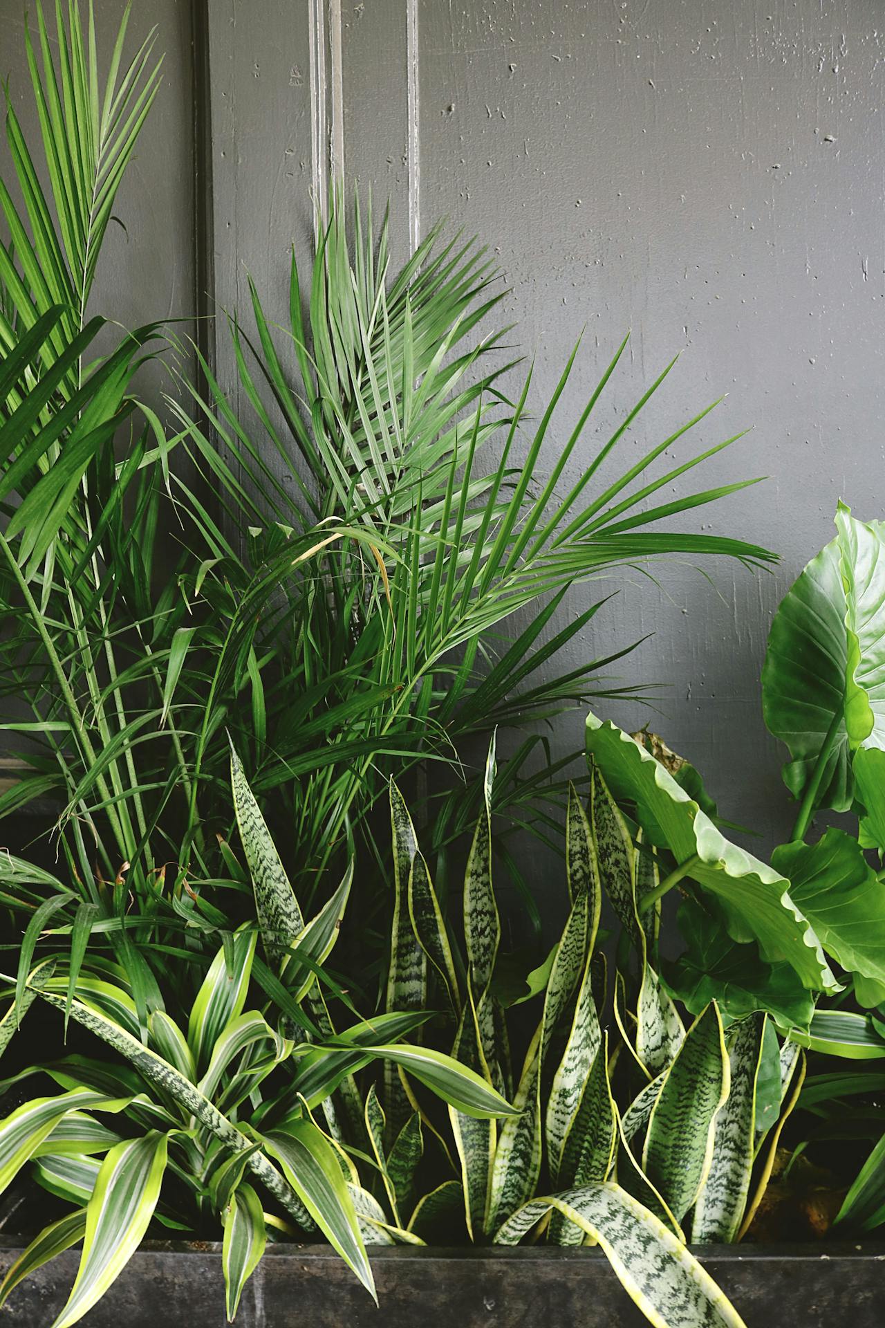 plants along a wall