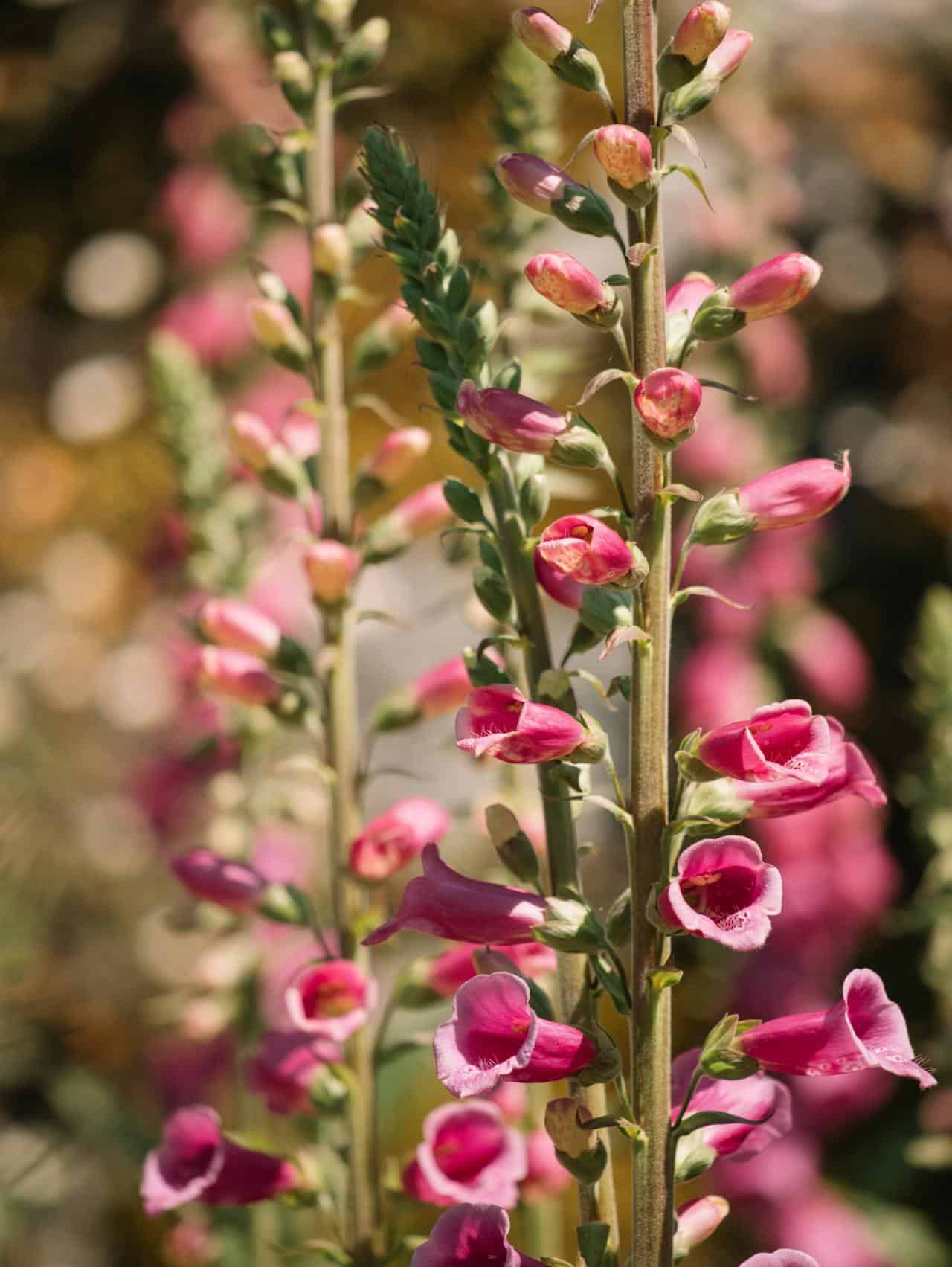The Best Pollinator Plants For Bees And Butterflies