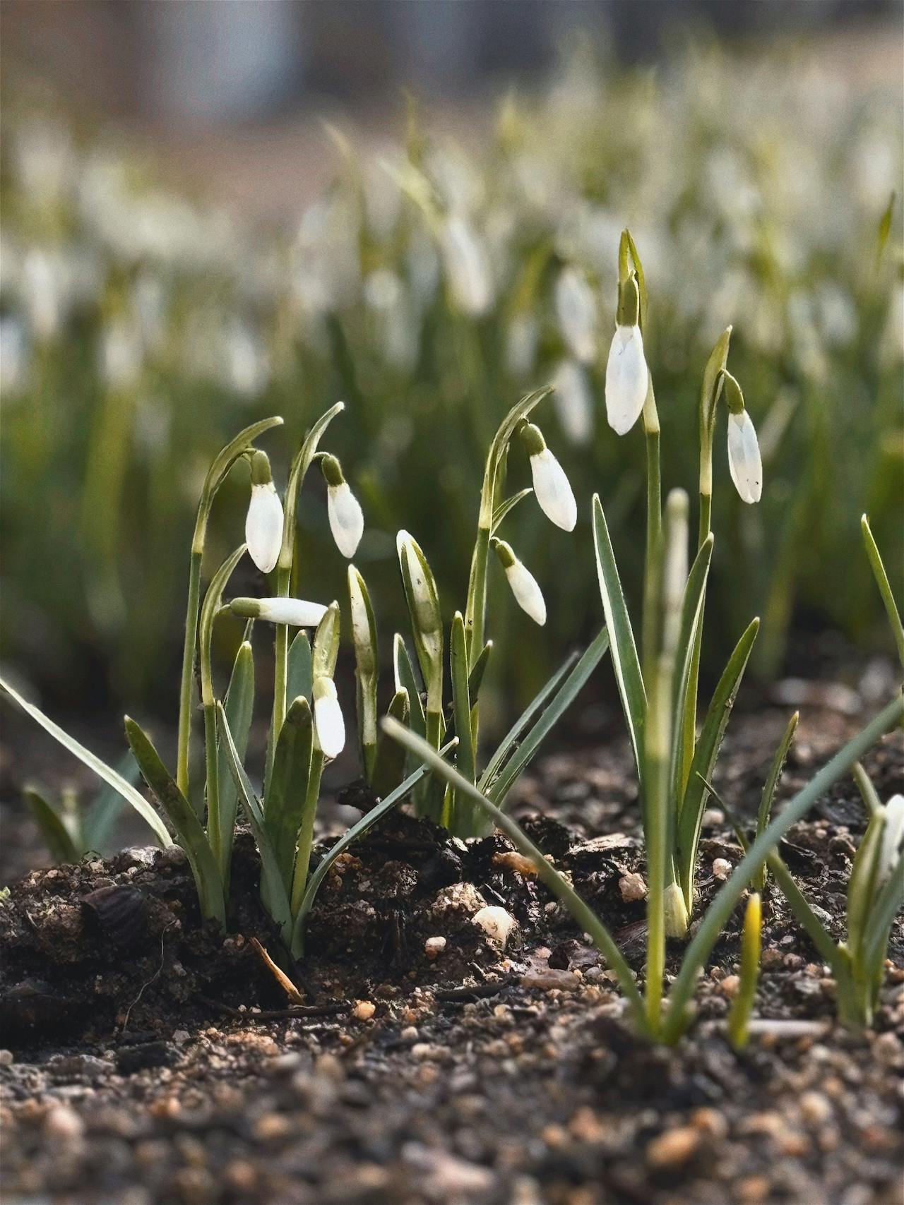 Spring Garden Checklist: How To Prepare Your Garden For Spring 2026