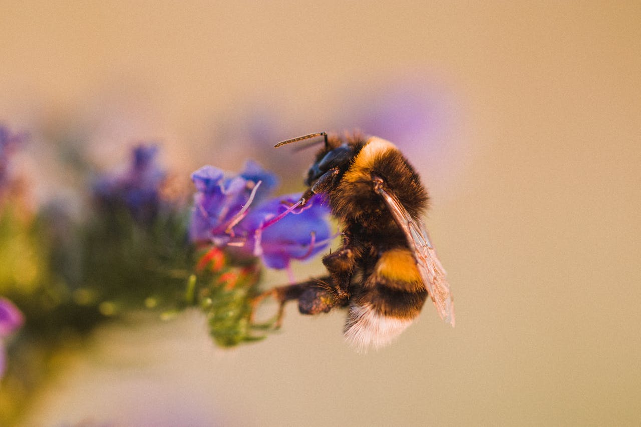 The Best Pollinator Plants For Bees And Butterflies