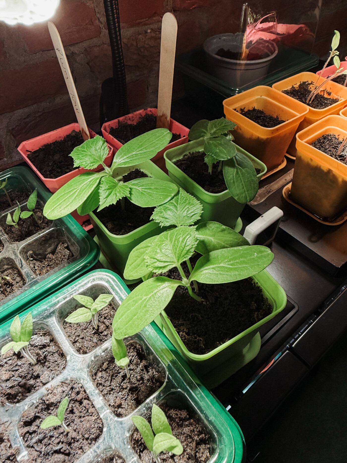 What seeds I'm sowing in March - cucumber seedlings