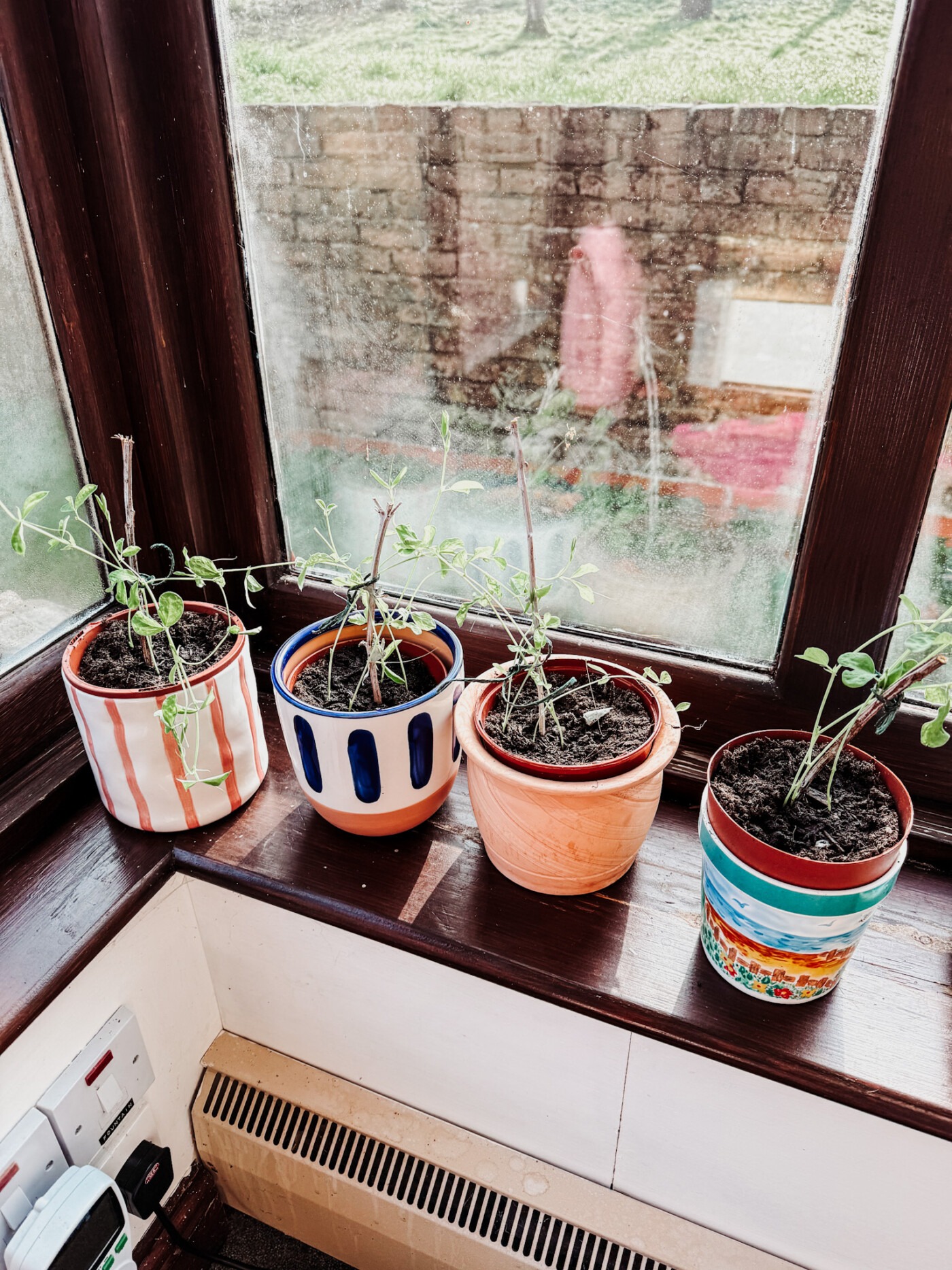 sweetpeas