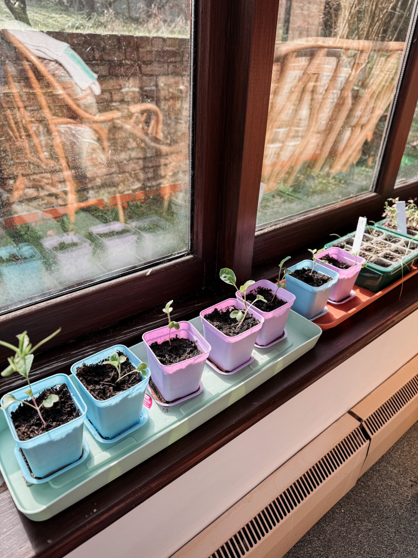cauliflower seedlings