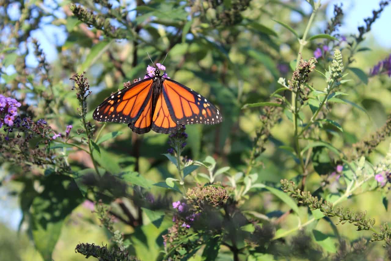The Best Pollinator Plants For Bees And Butterflies