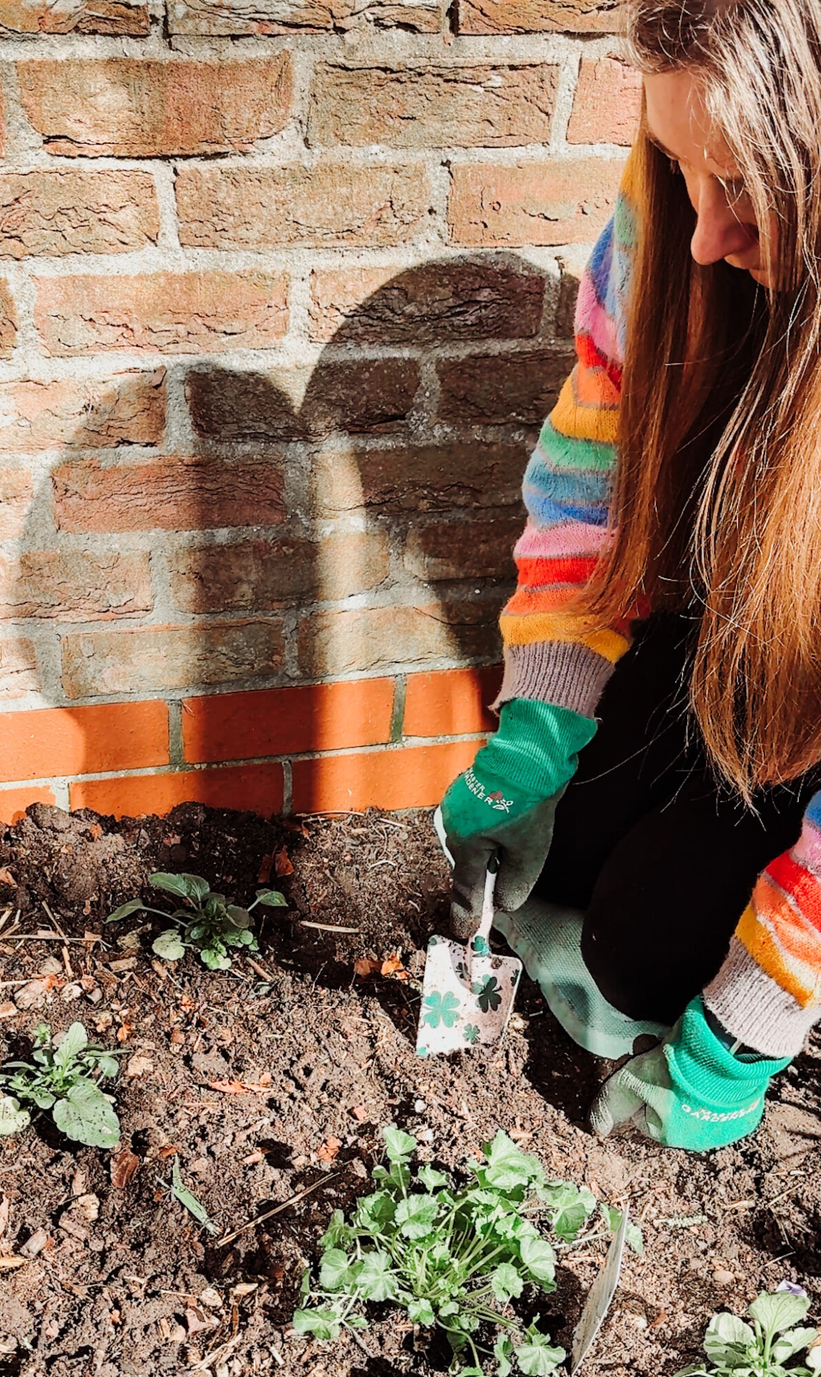 planting bedding plants in the garden