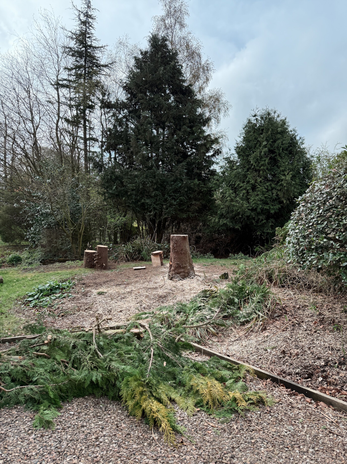 cutting down a tree in our garden
