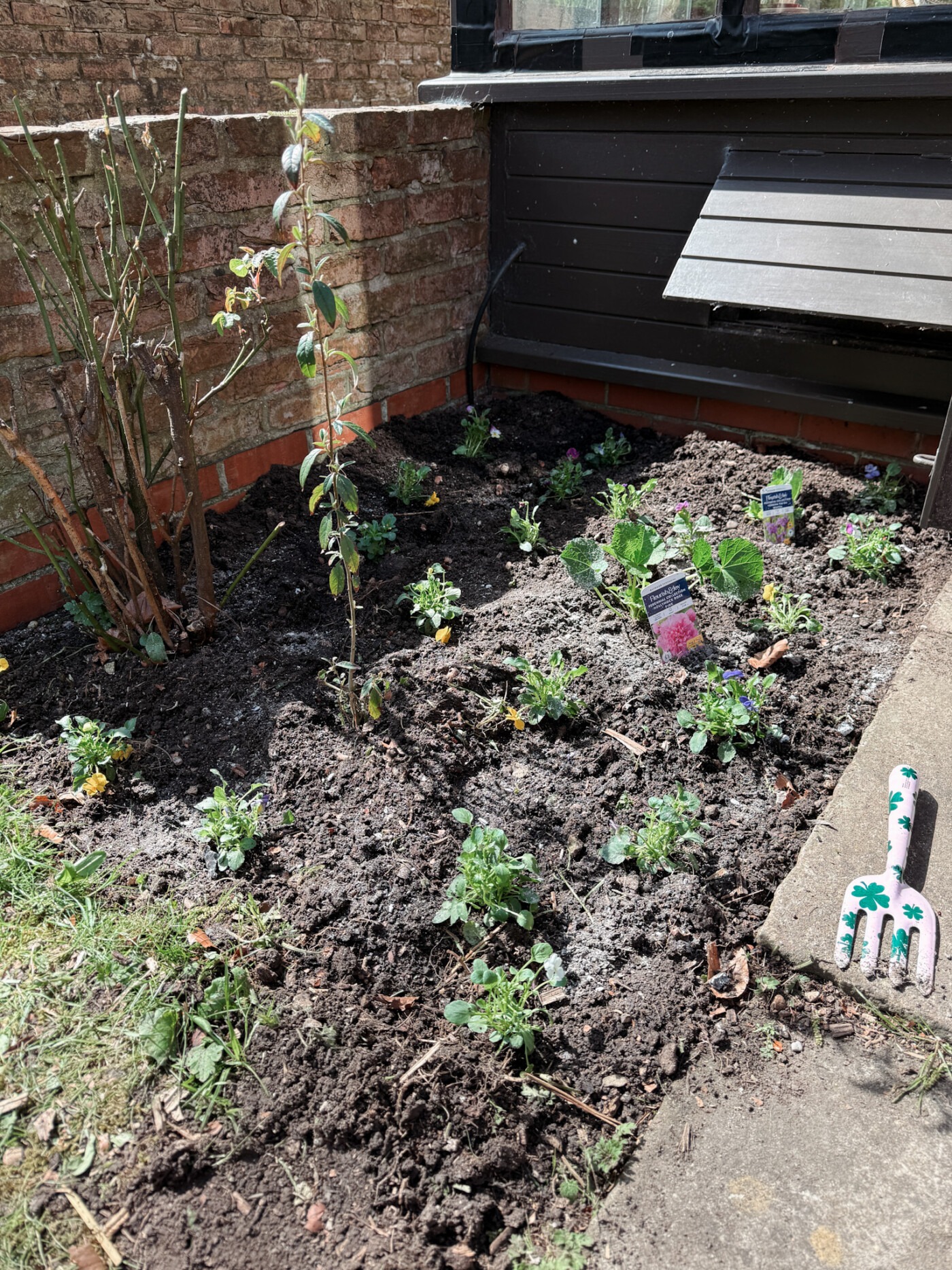 planting bedding plants in the garden