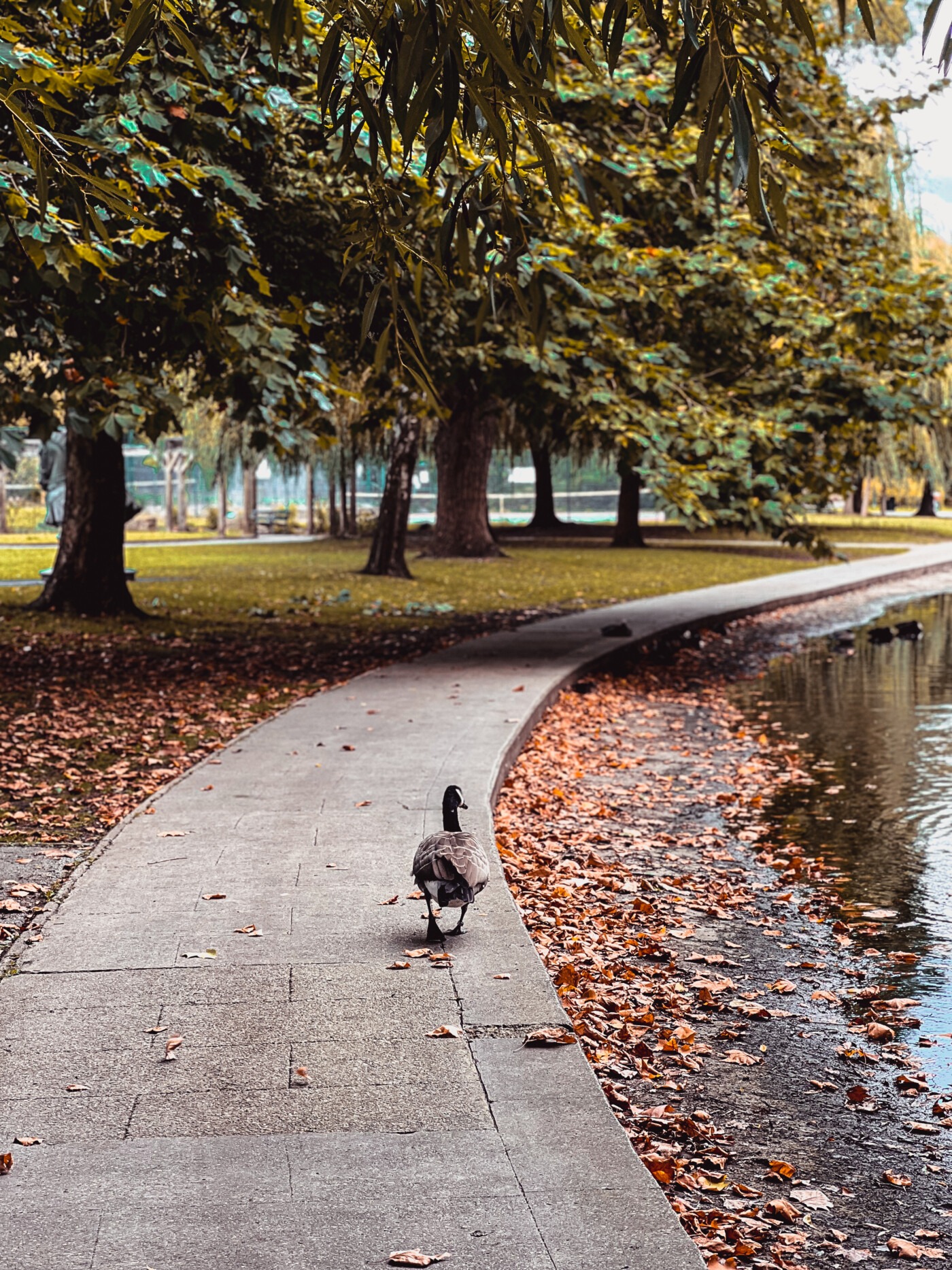 Duck walking along the path by the lake in Rowntree Park York