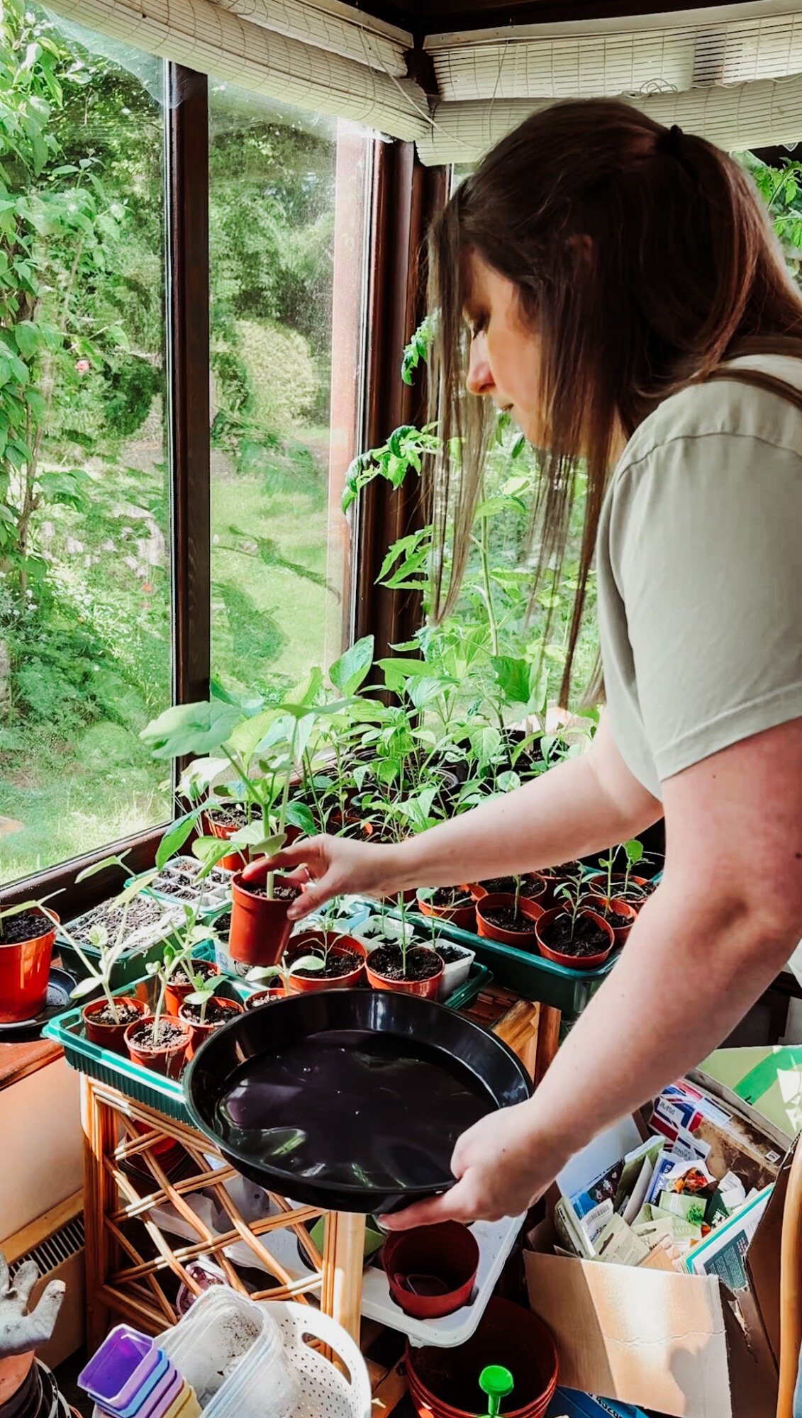 getting pumpkin plants outdoors