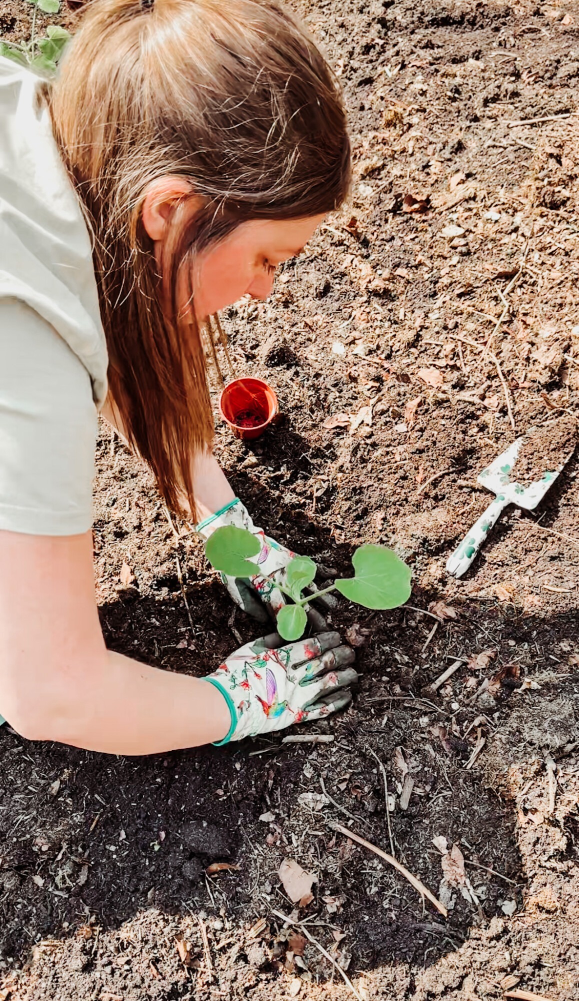planting pumpkins in my pumpkin patch