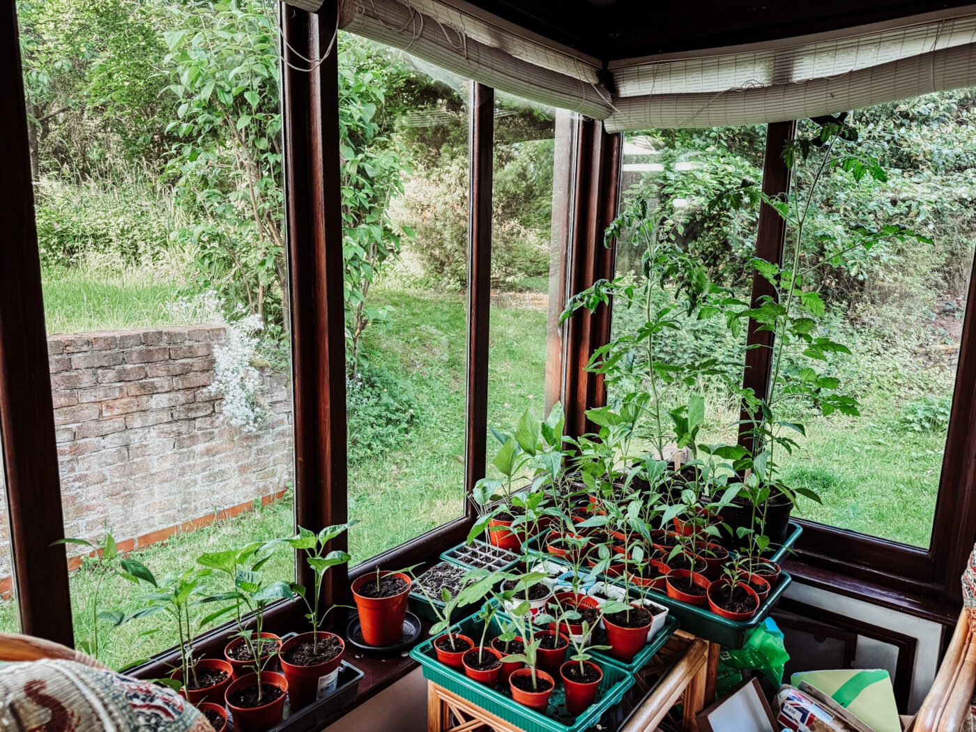 Top 10 Vegetable Seeds To Sow In June