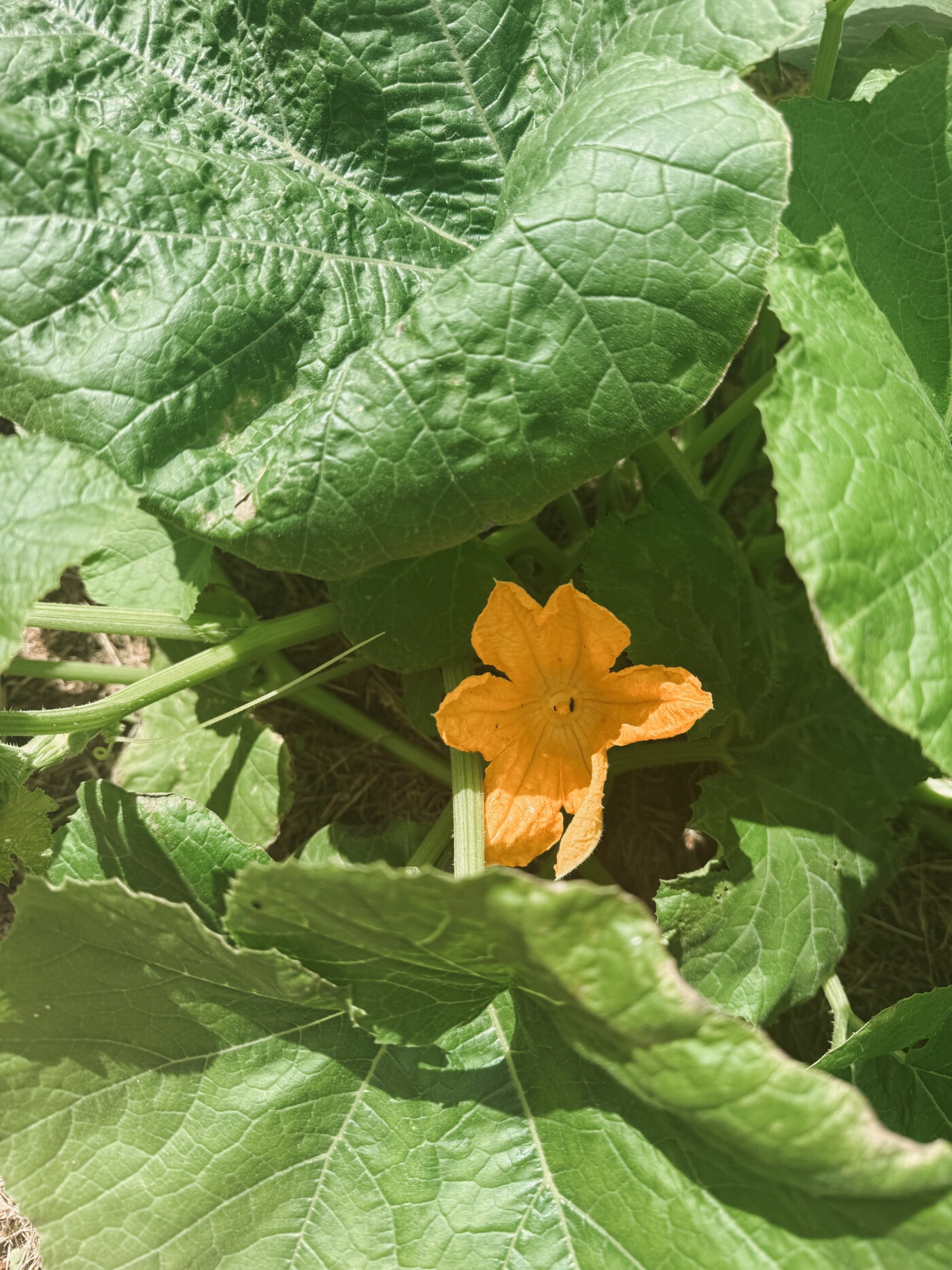 pumpkin patch update