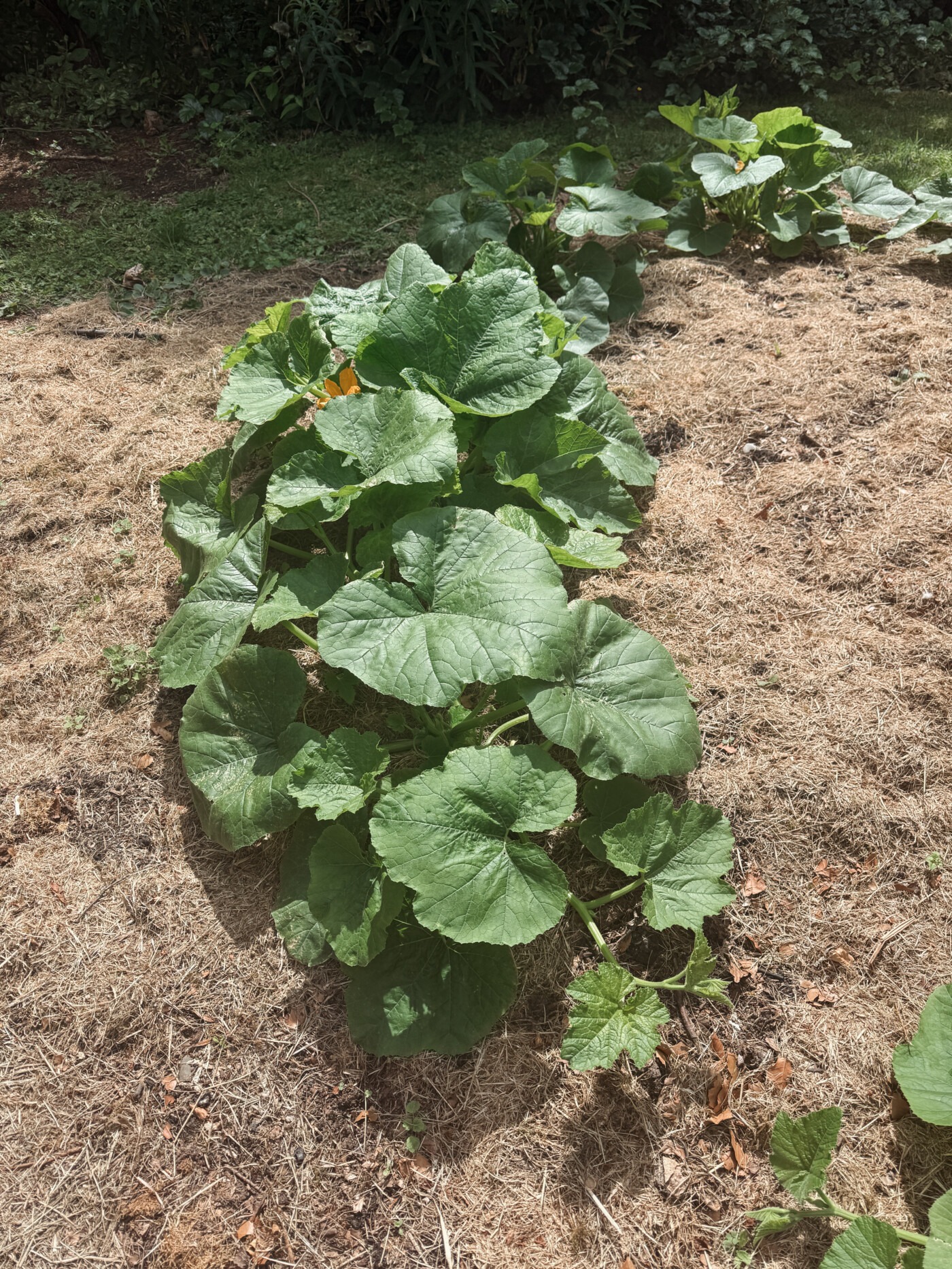 pumpkin patch update