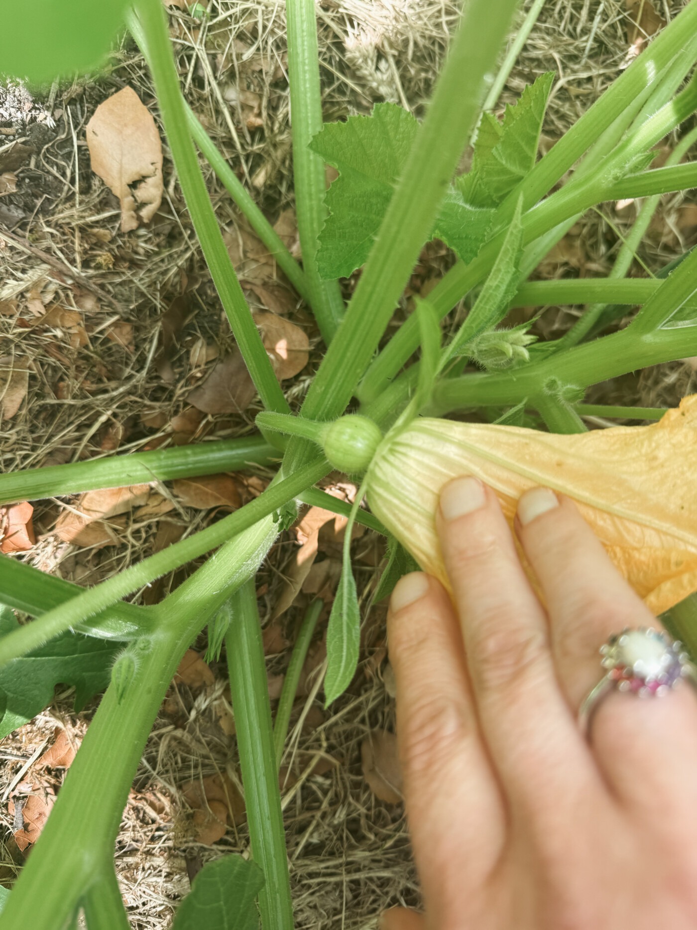 pumpkin patch update