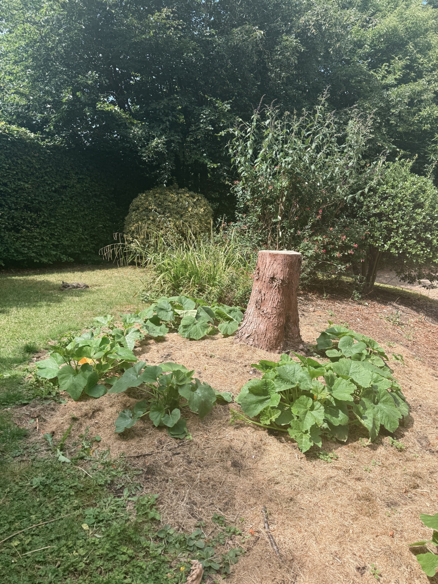 pumpkin patch update