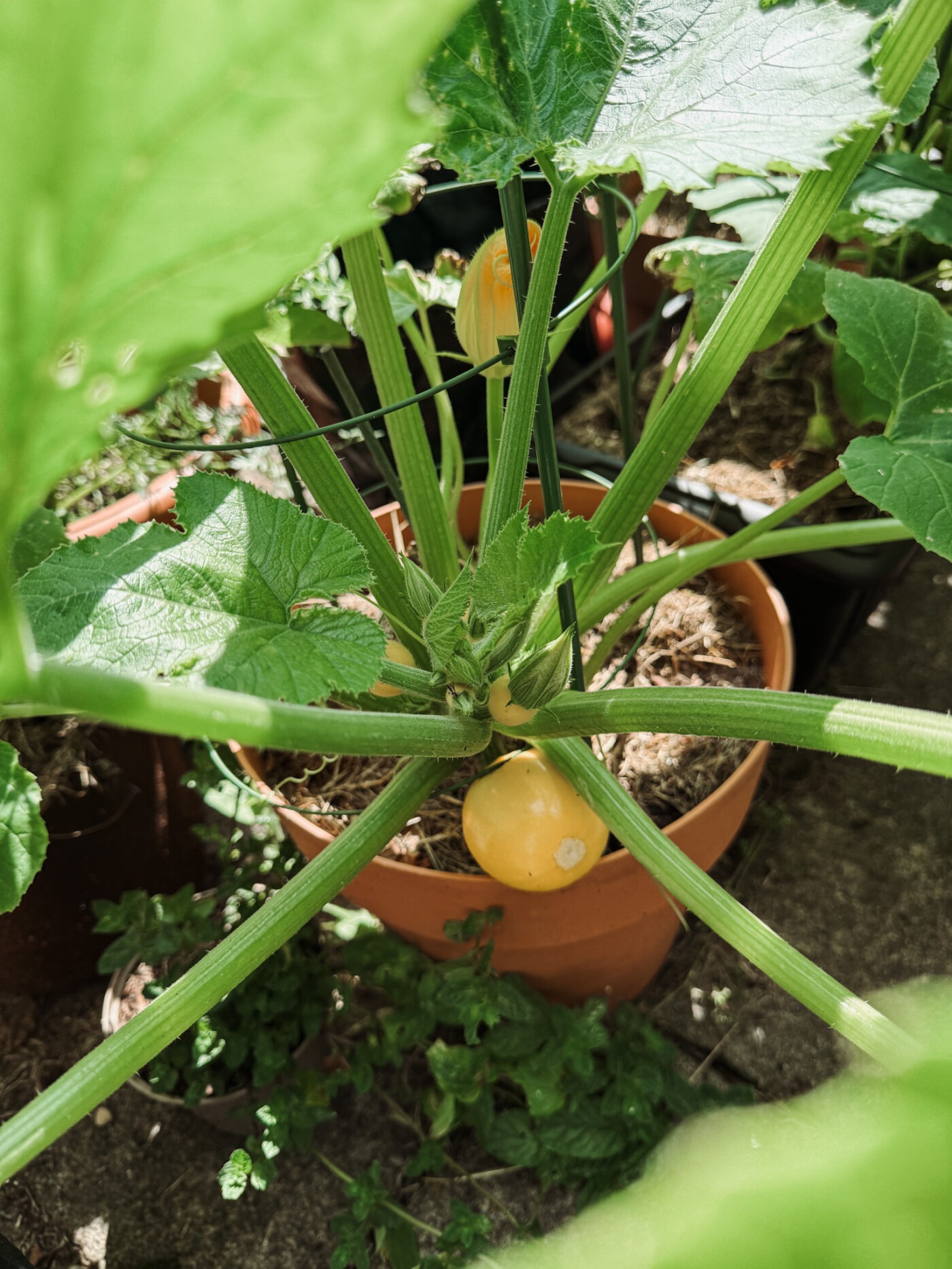 O Ball Courgettes