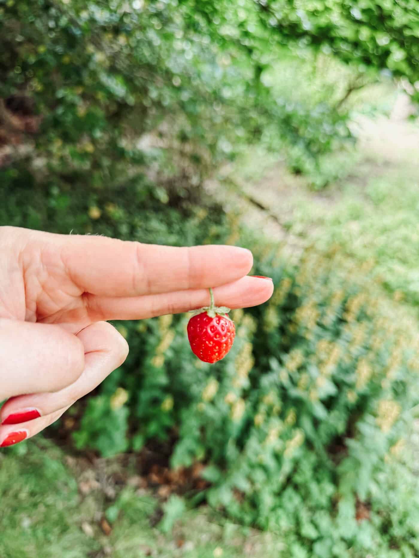 PYO strawberries York