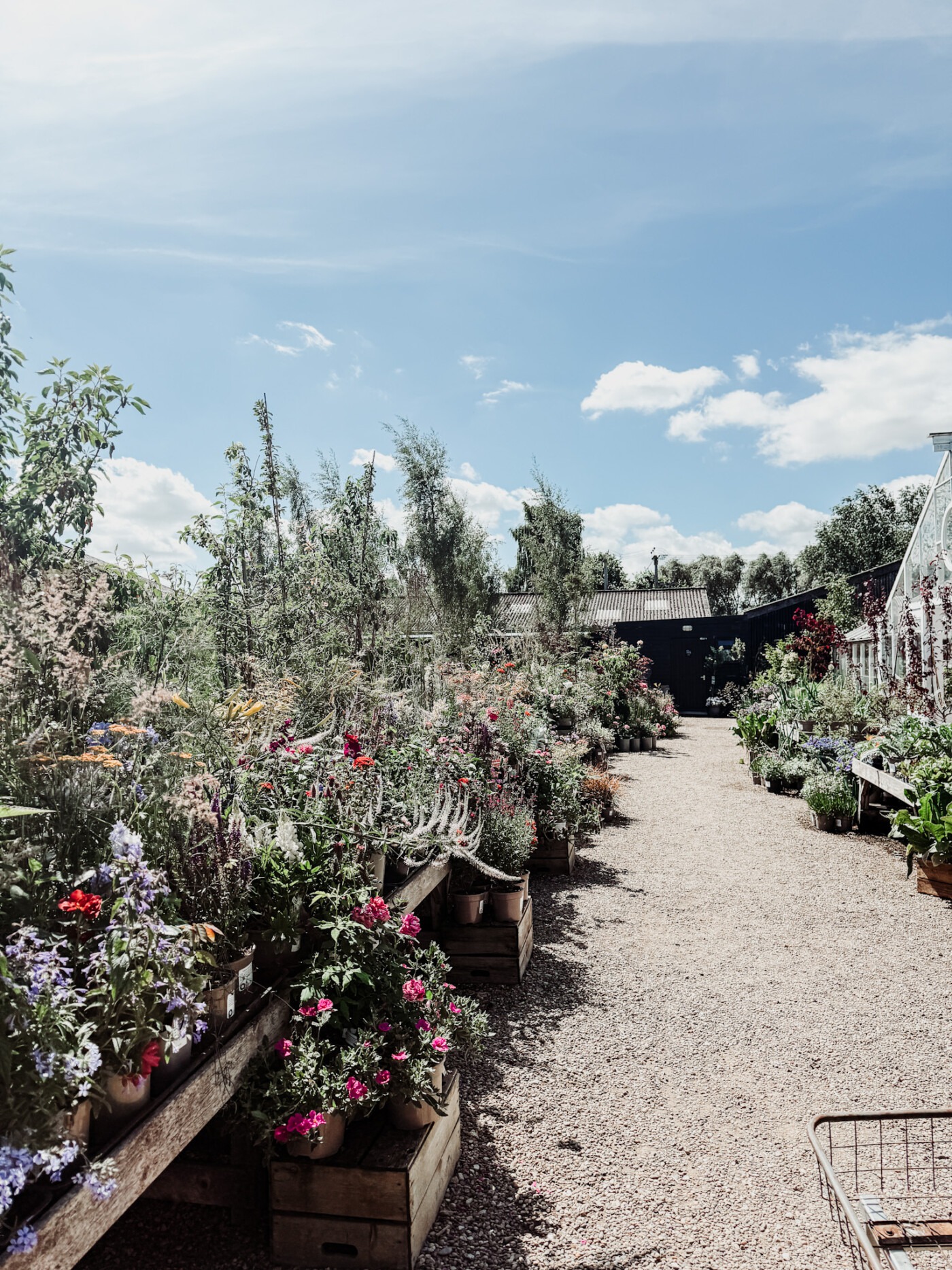 Rows of container-grown shrubs and ornamental plants at RV Roger nursery Pickering