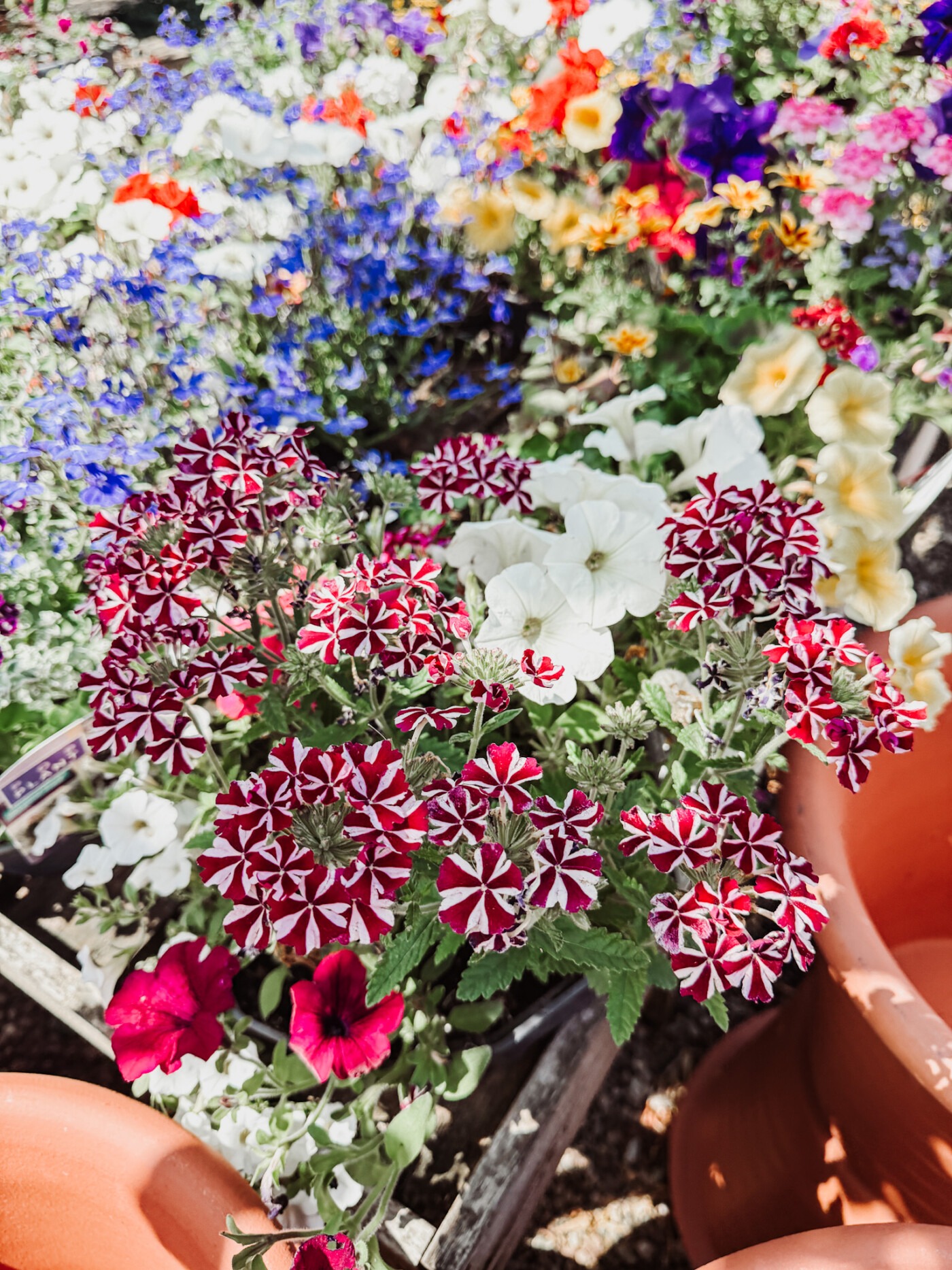 RV Roger Plant Nursery - Pickering