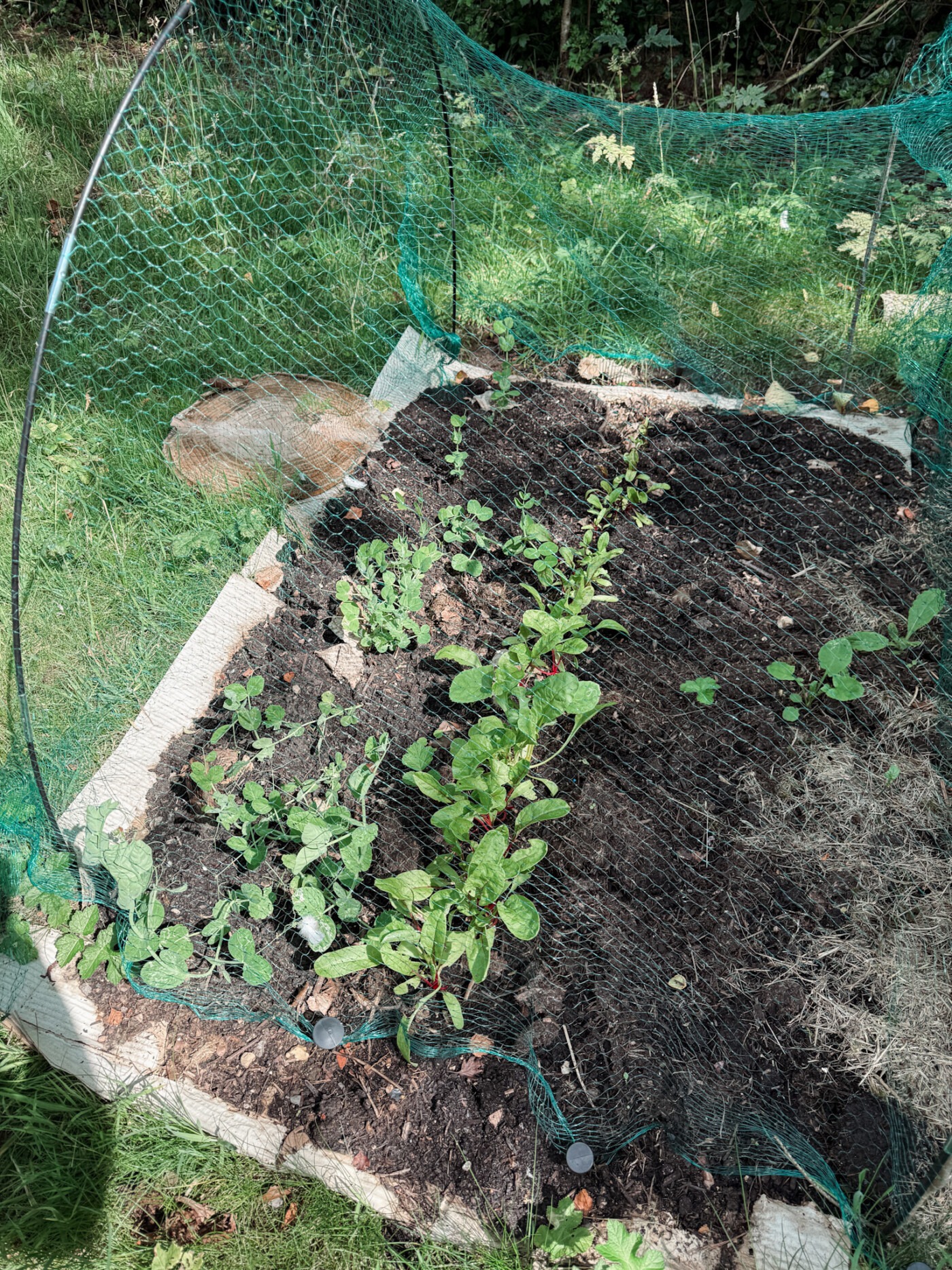 Chard and mangetout