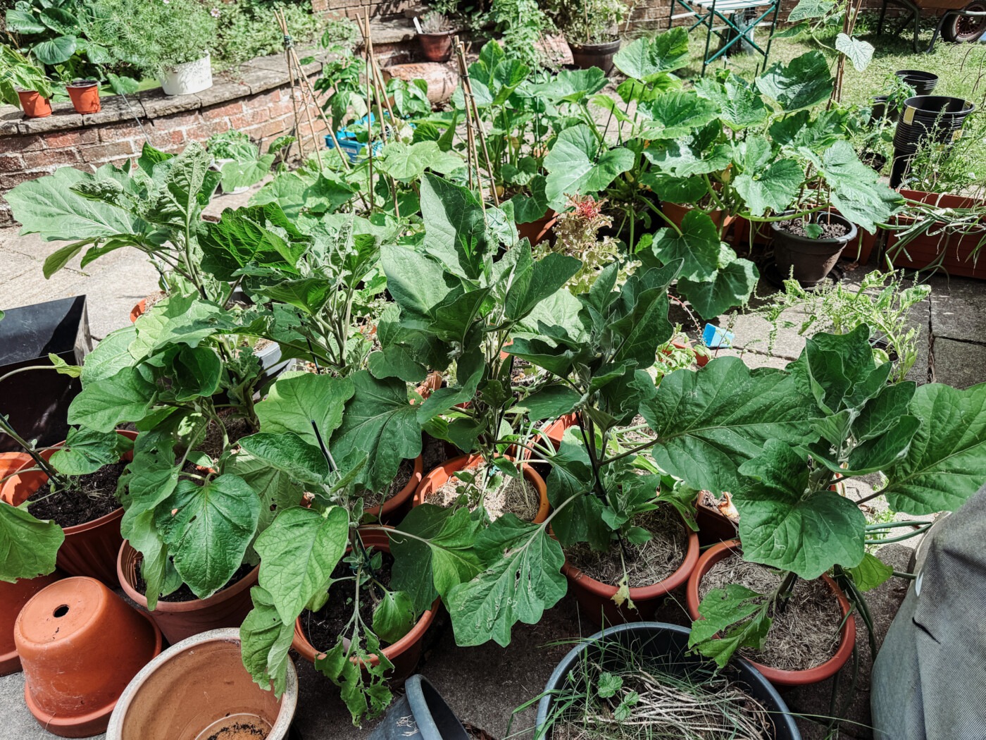 Aubergine Plants in my container garden from 2025